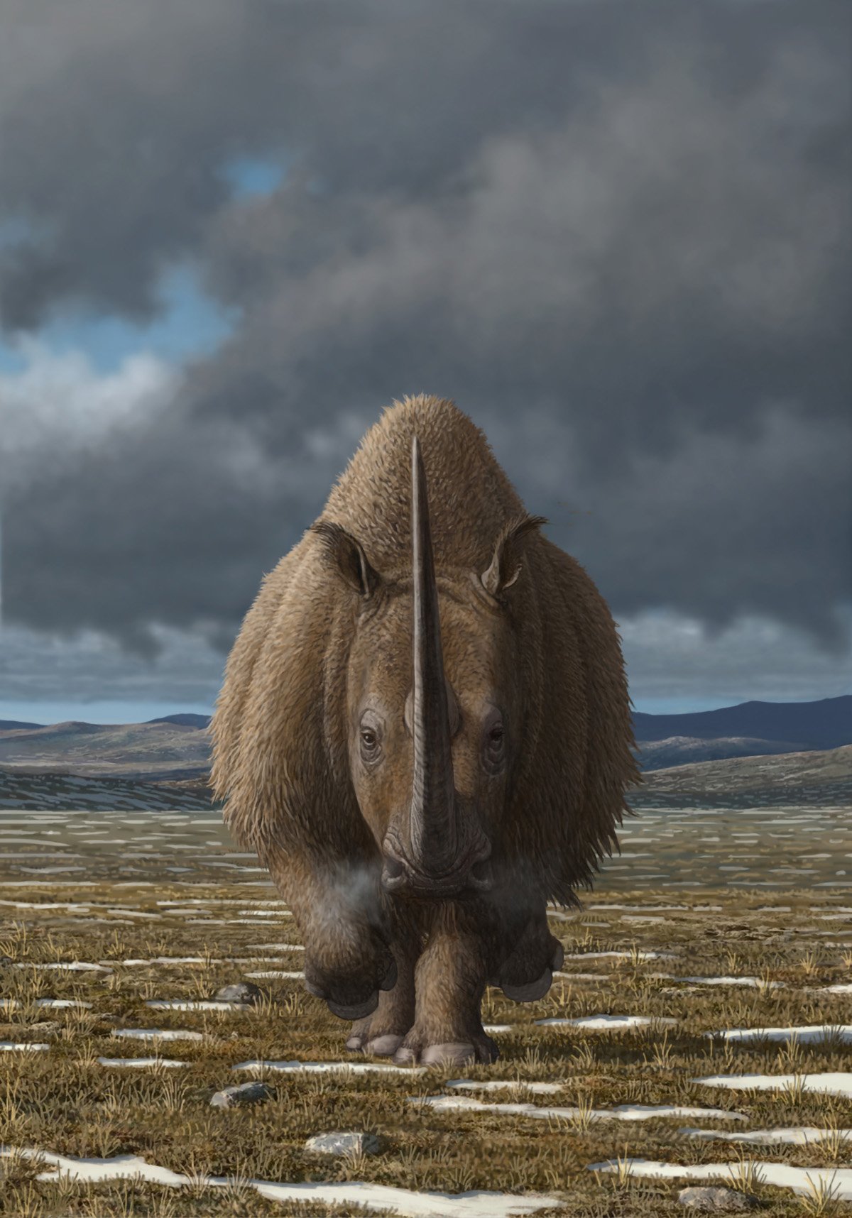 Woolly-Rhinoceroses.jpg
