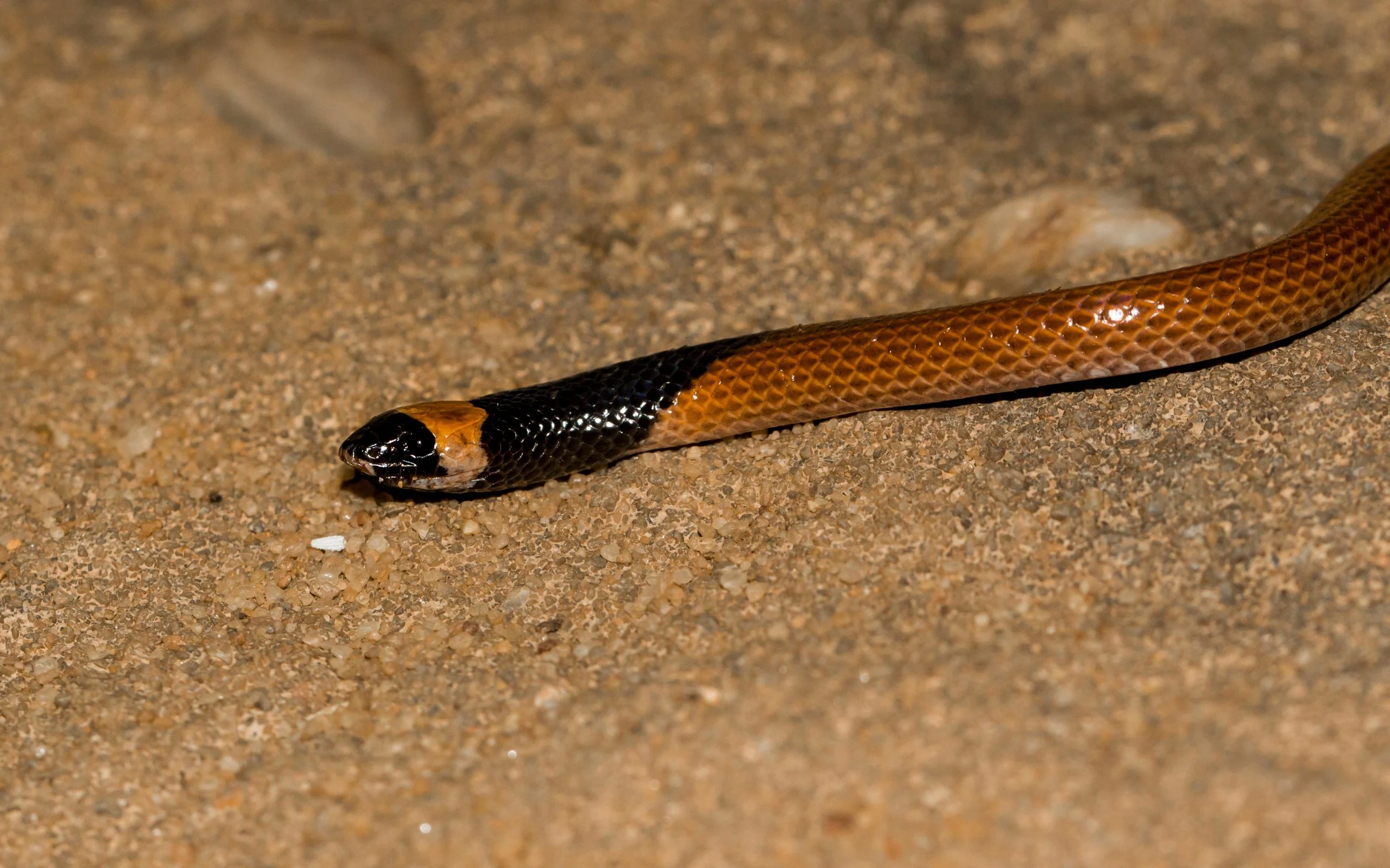 Rhynchocalamus-hejazicus-close-up-scaled.webp