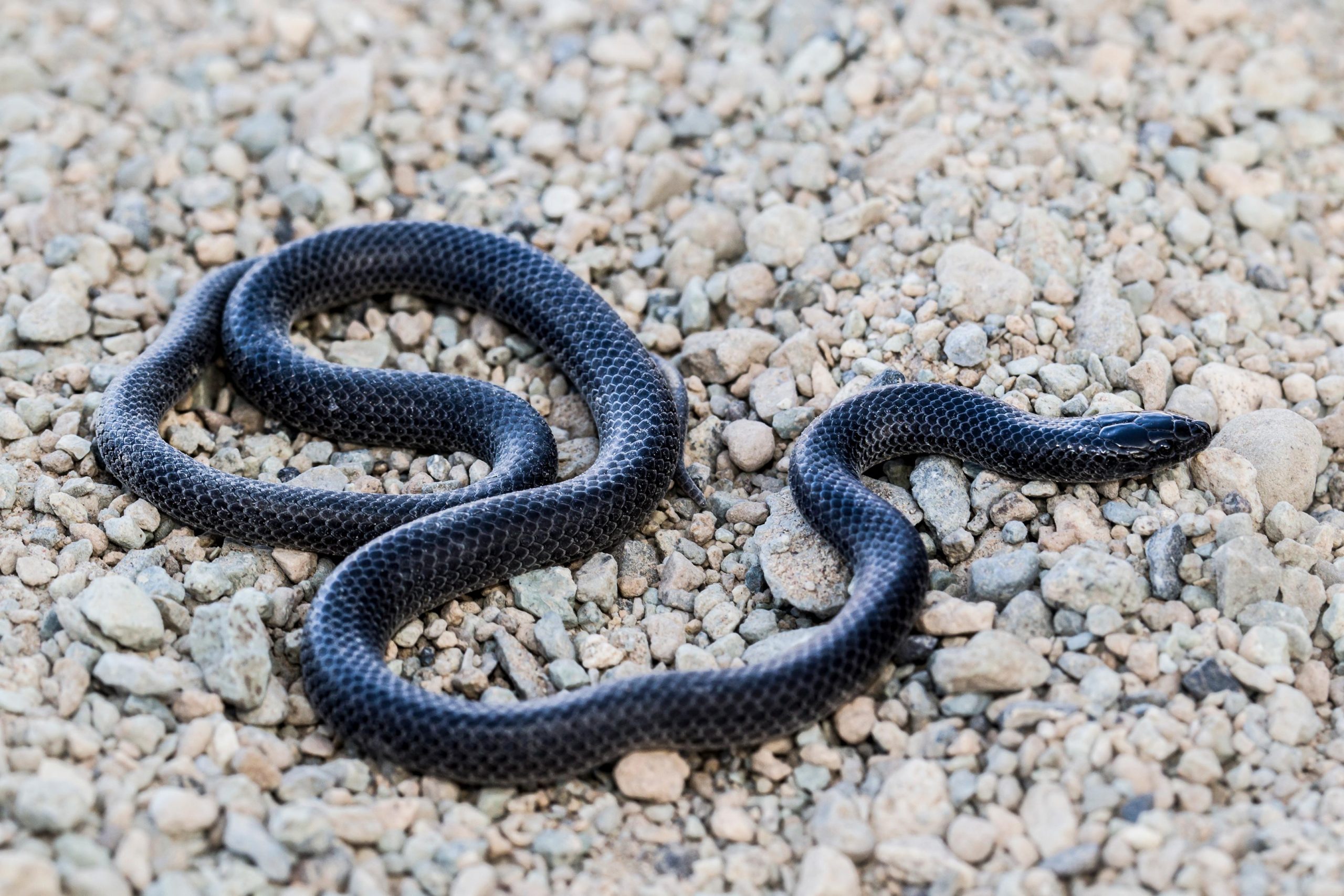 Black-melanistic-morphotype-of-Rhynchocalamus-hejazicus-scaled.jpg