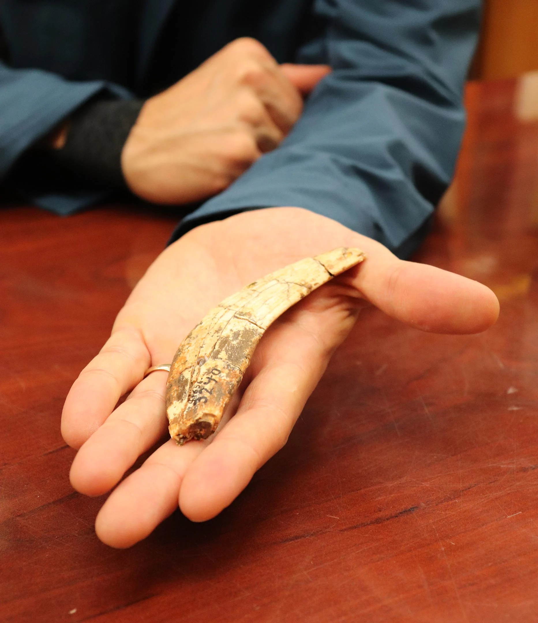 Homotherium-Canine-Tooth.webp