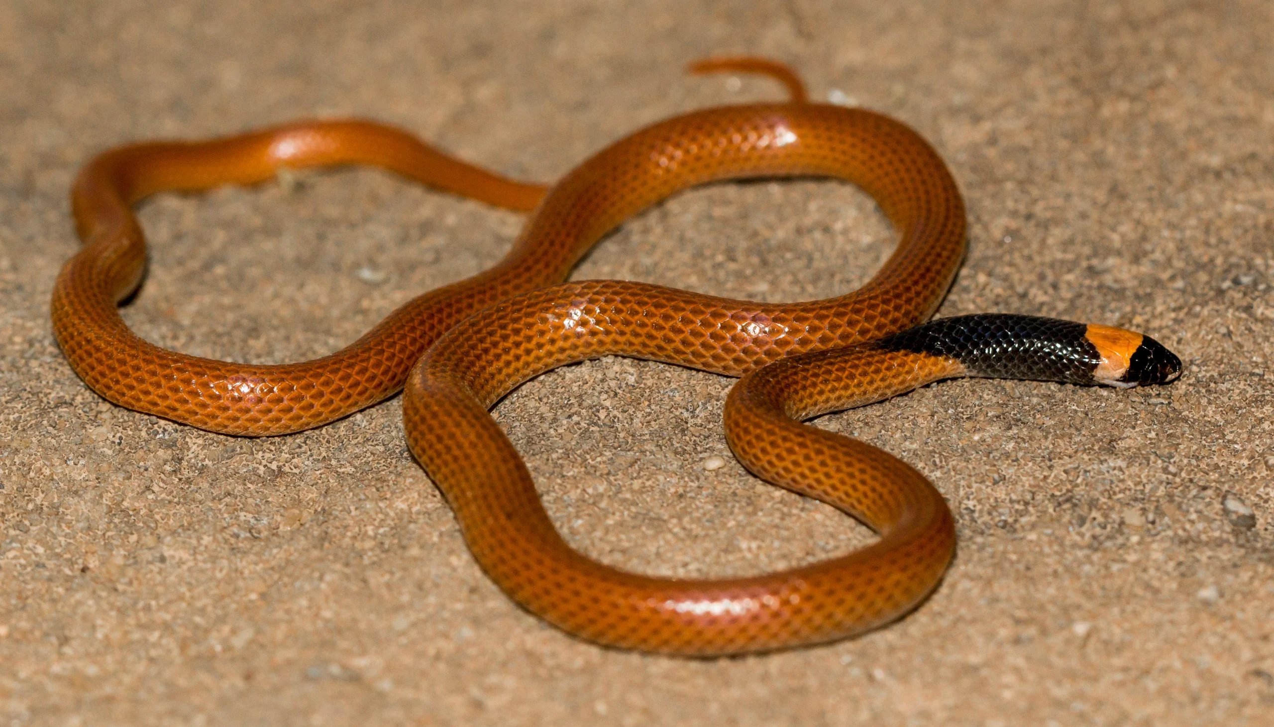 Rhynchocalamus-hejazicus-scaled.webp