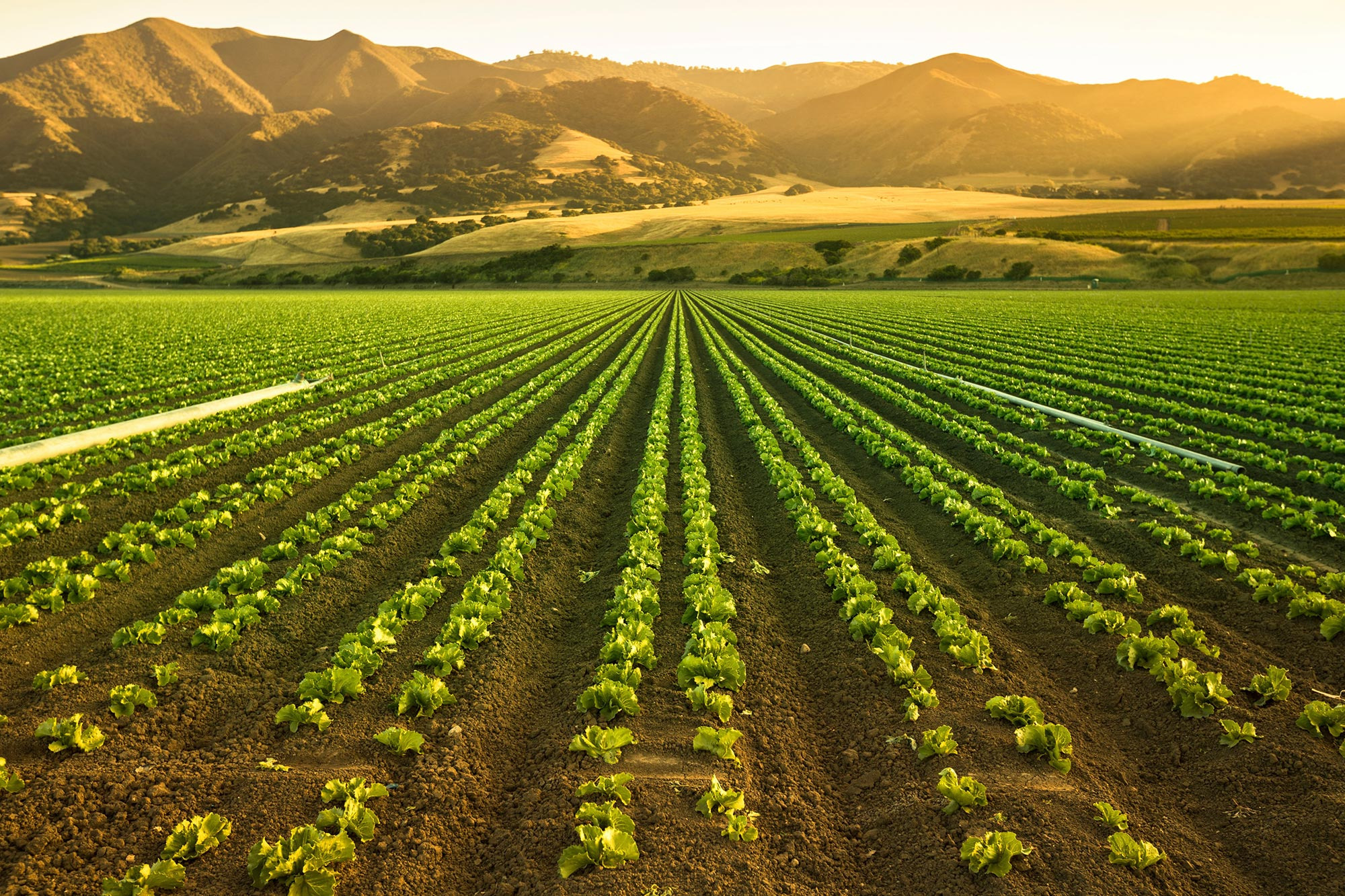Agriculture-Crops-Fertile-Farm-Land_jpg_92.jpg