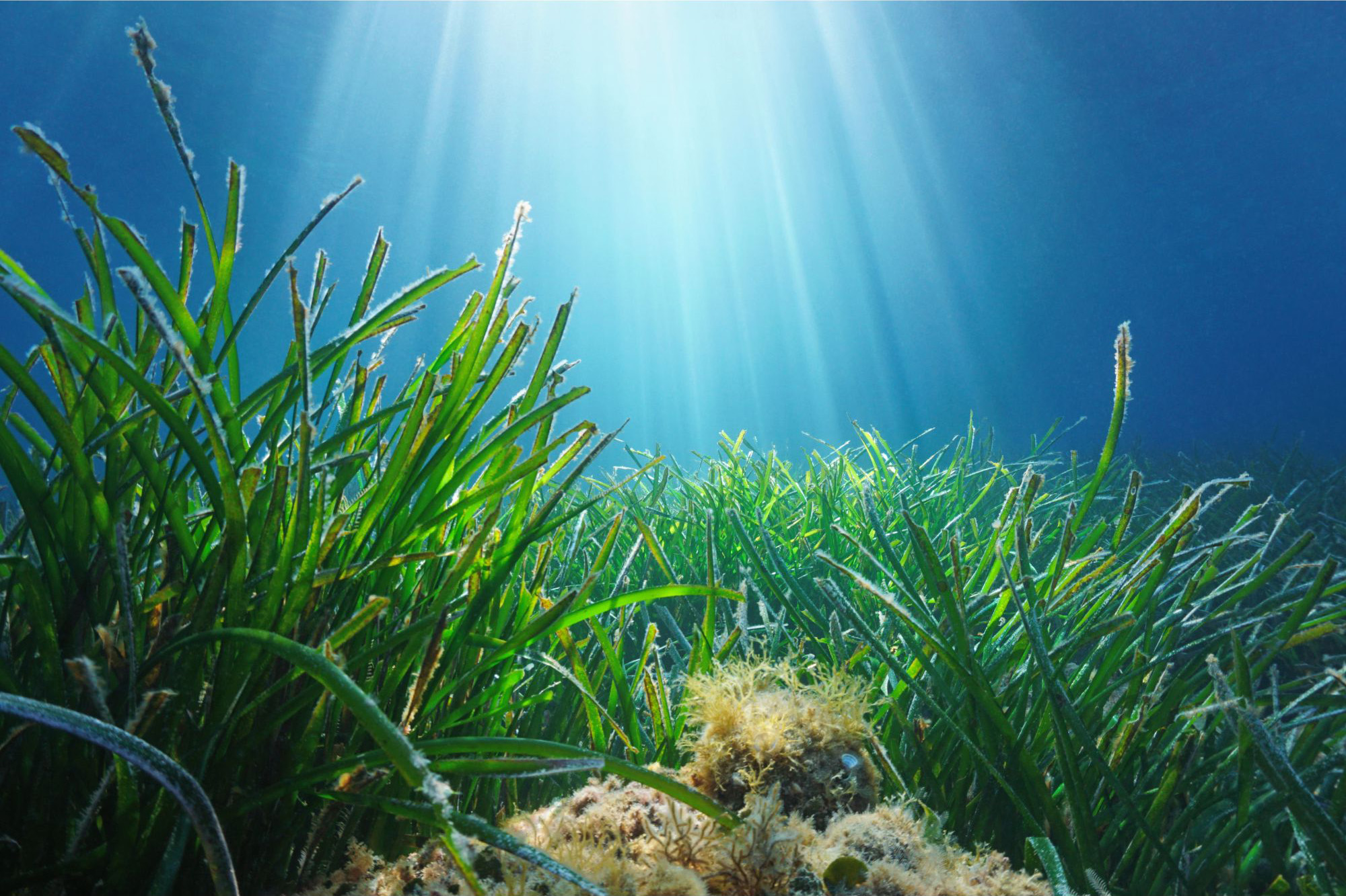 Seagrass.jpg
