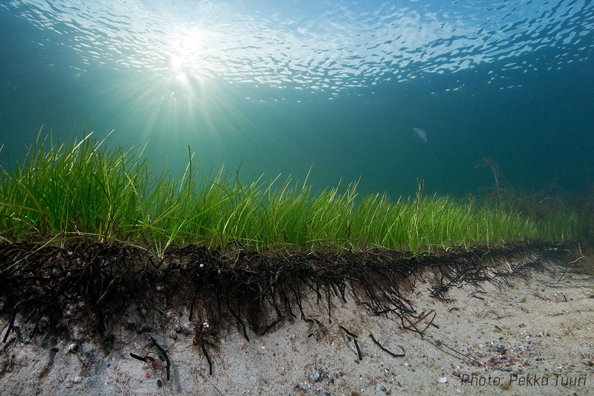 Seagrass-Meadow-Baltic-Sea.jpg