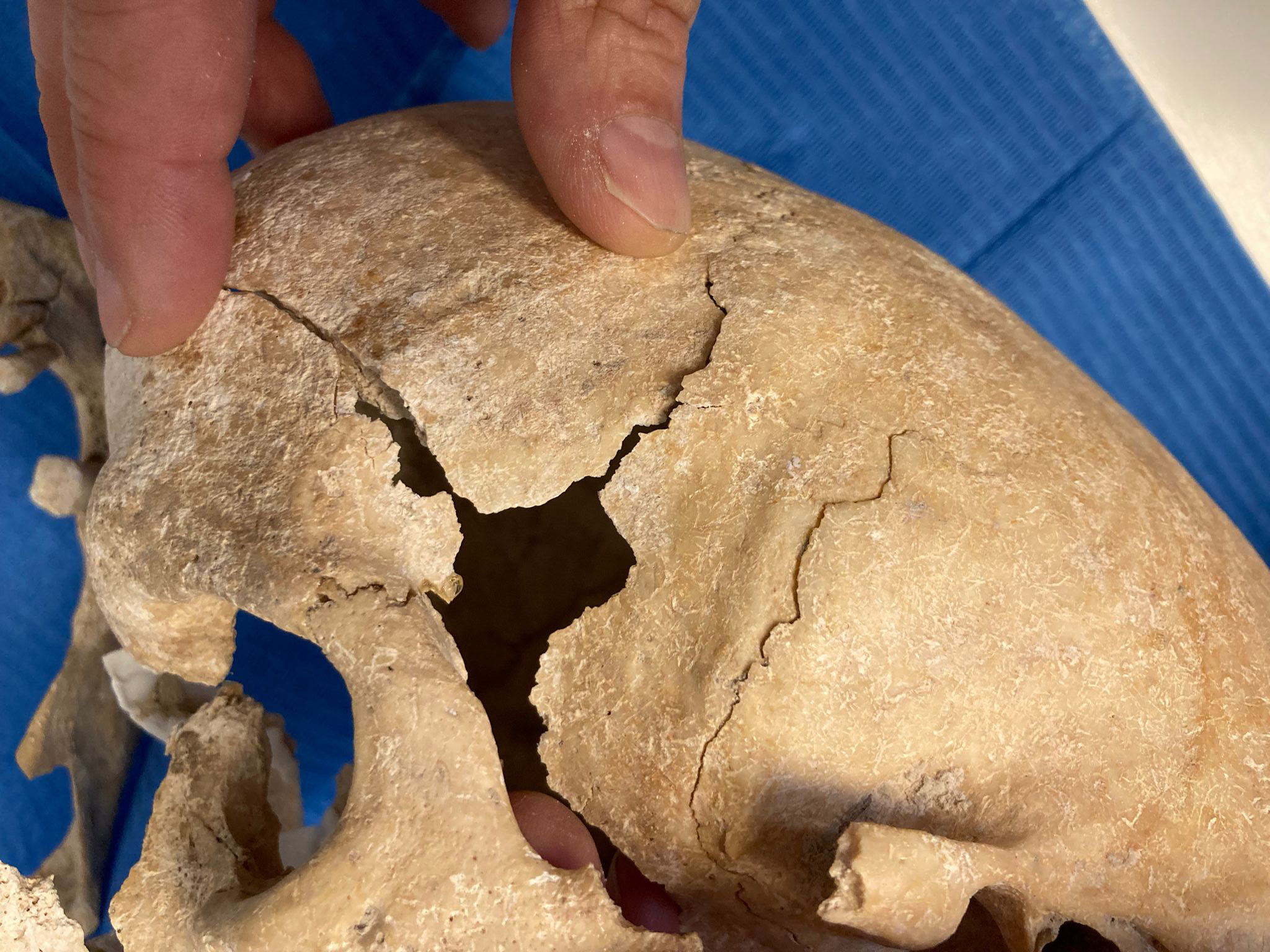Skull-Found-in-the-Archeological-Site-of-Zorita-de-Los-Canes.jpg