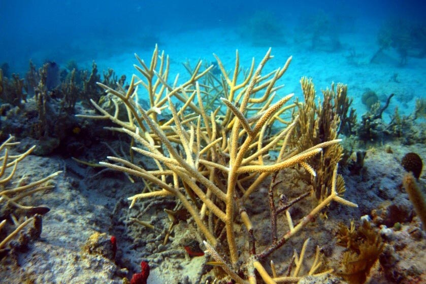 Culebra-Coral-Reef_jpg_92.jpg