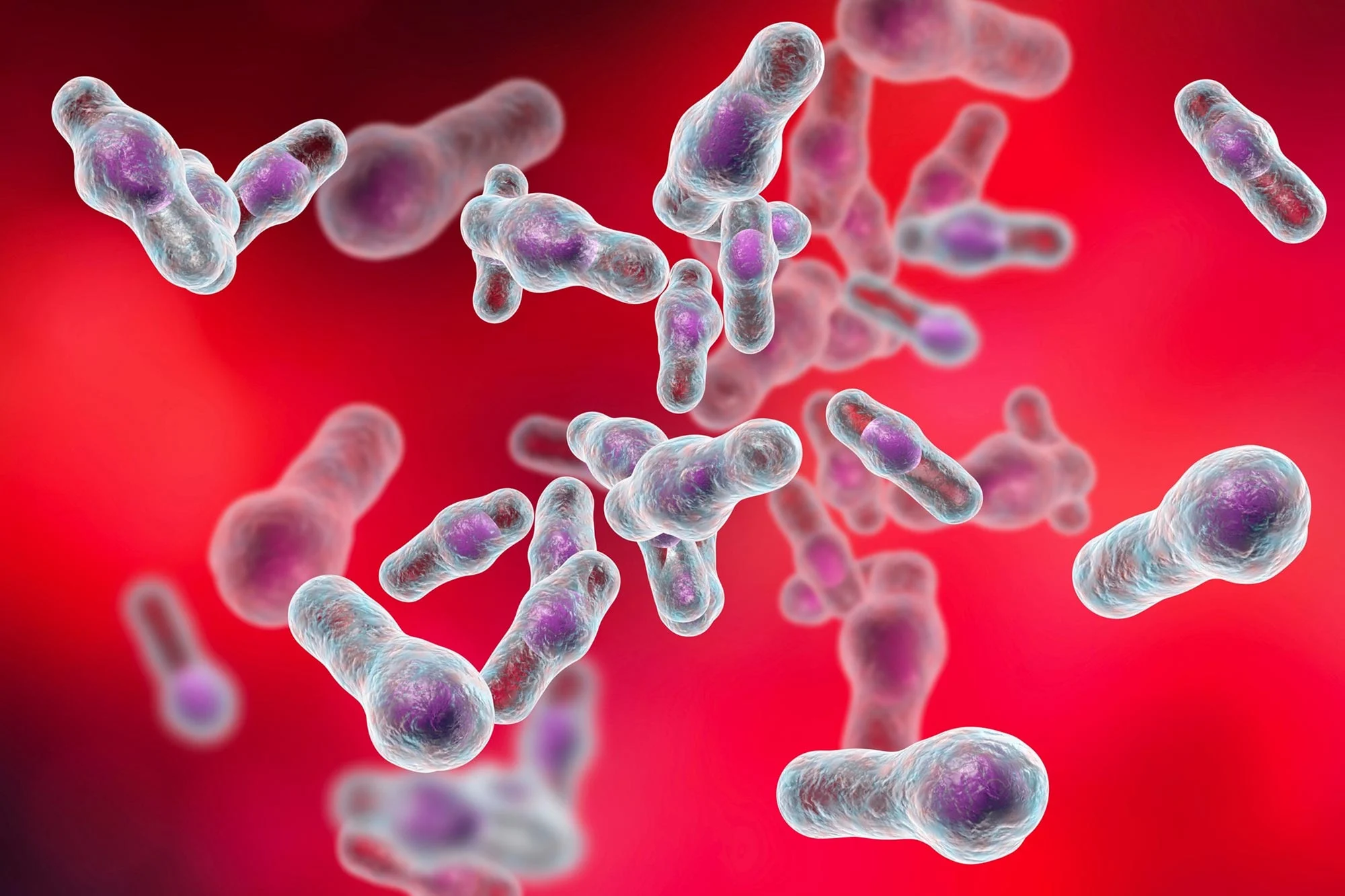 Clostridium-difficile-Bacteria.webp
