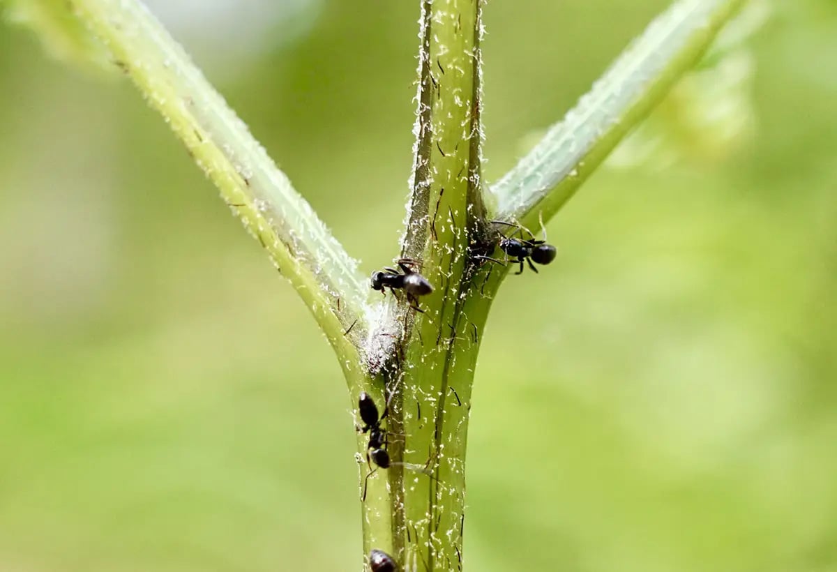 Several-Ants-on-a-Green-Plant.jpg