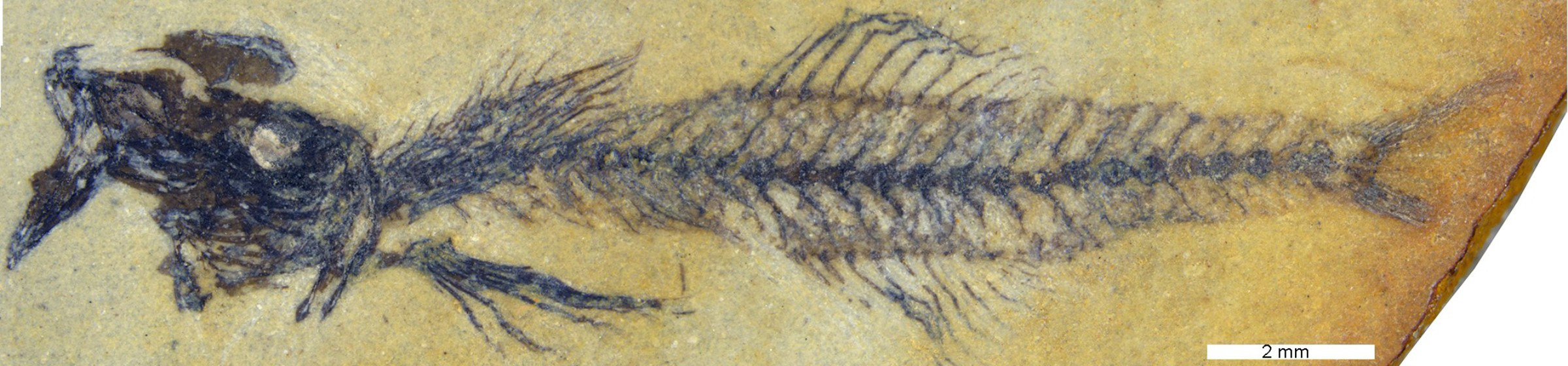 Simpsonigobius-Fossil-Fish.jpg