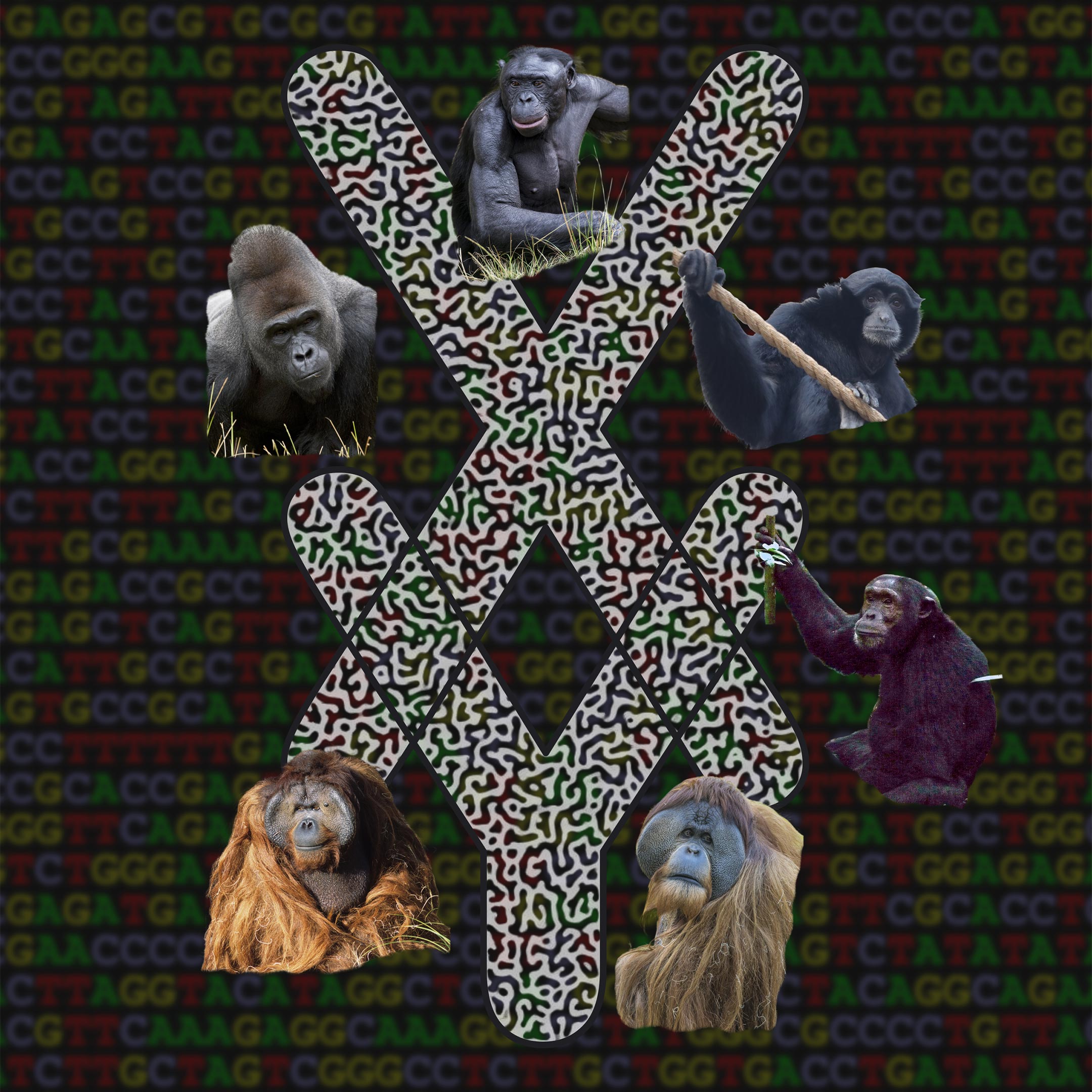 Apes-Sex-Chromosomes.jpg