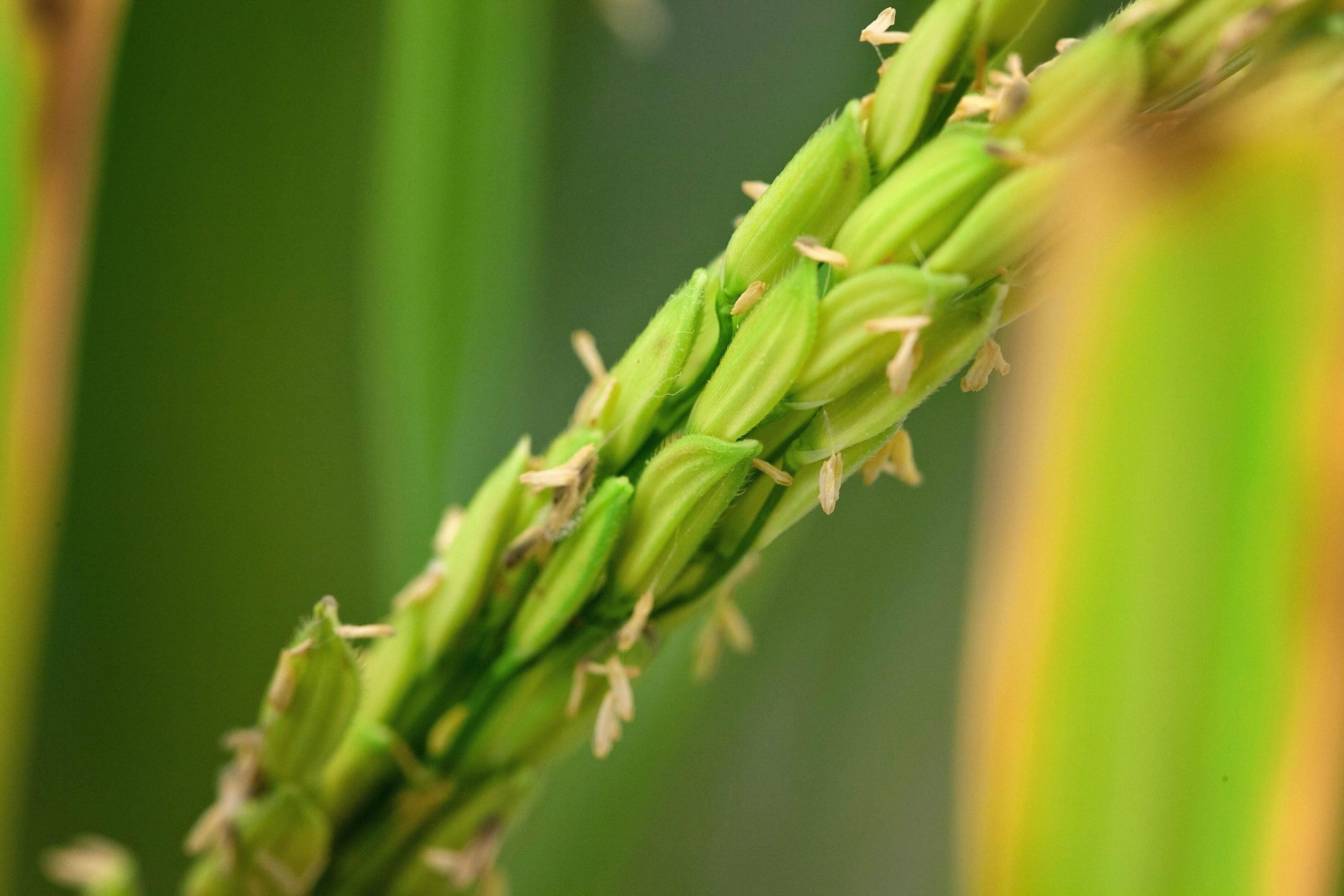 Rice-Up-Close-scaled.jpg