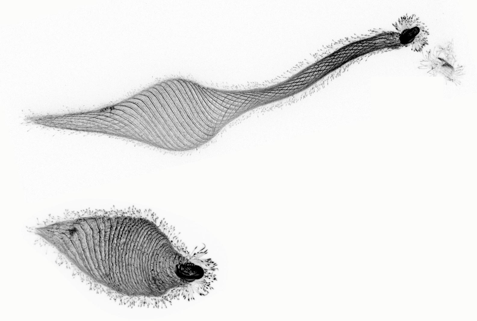Lacrymaria-olor-Neck.jpg