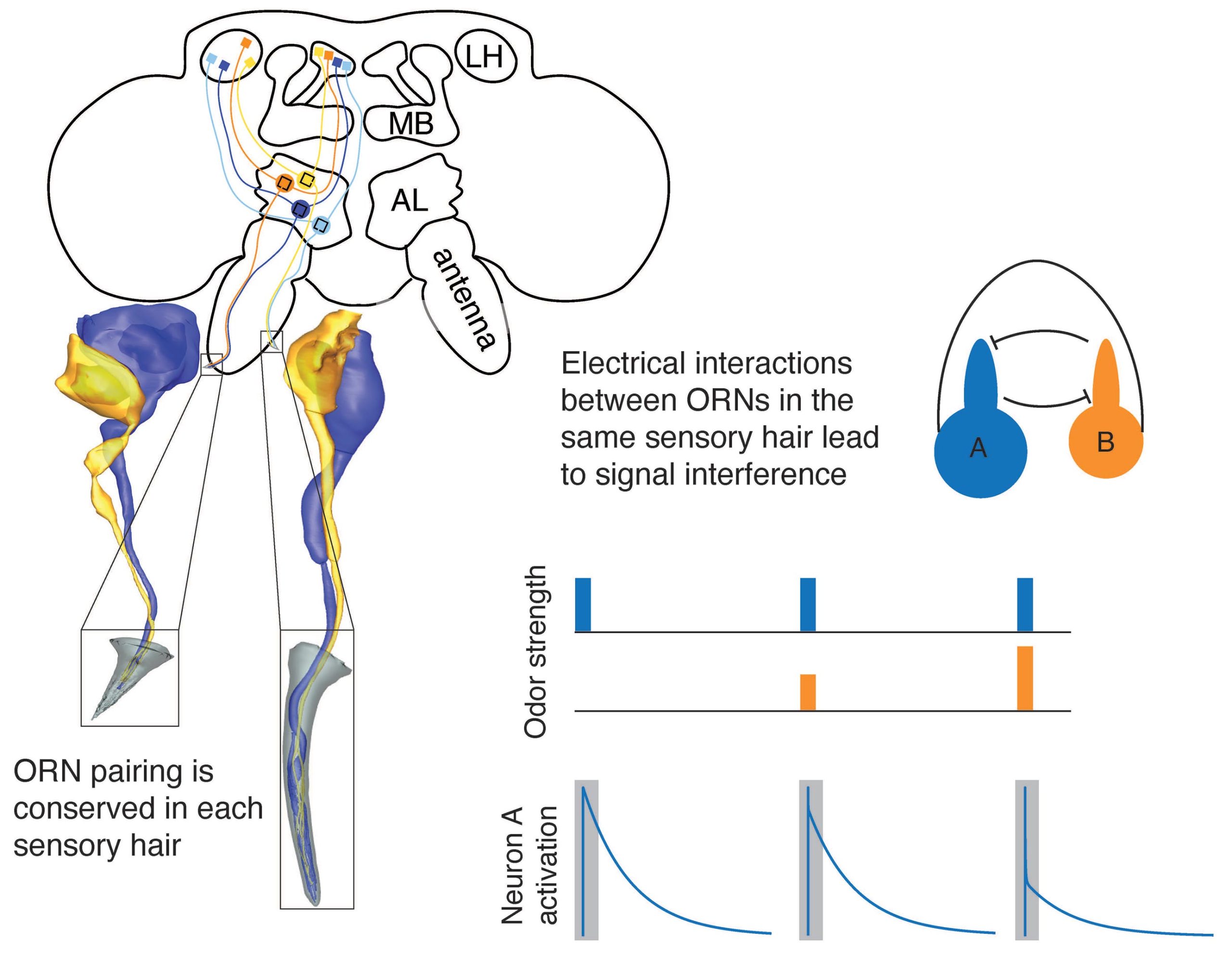 Fly-Olfactory-Receptor-Neuron-Pairing-scaled.jpg