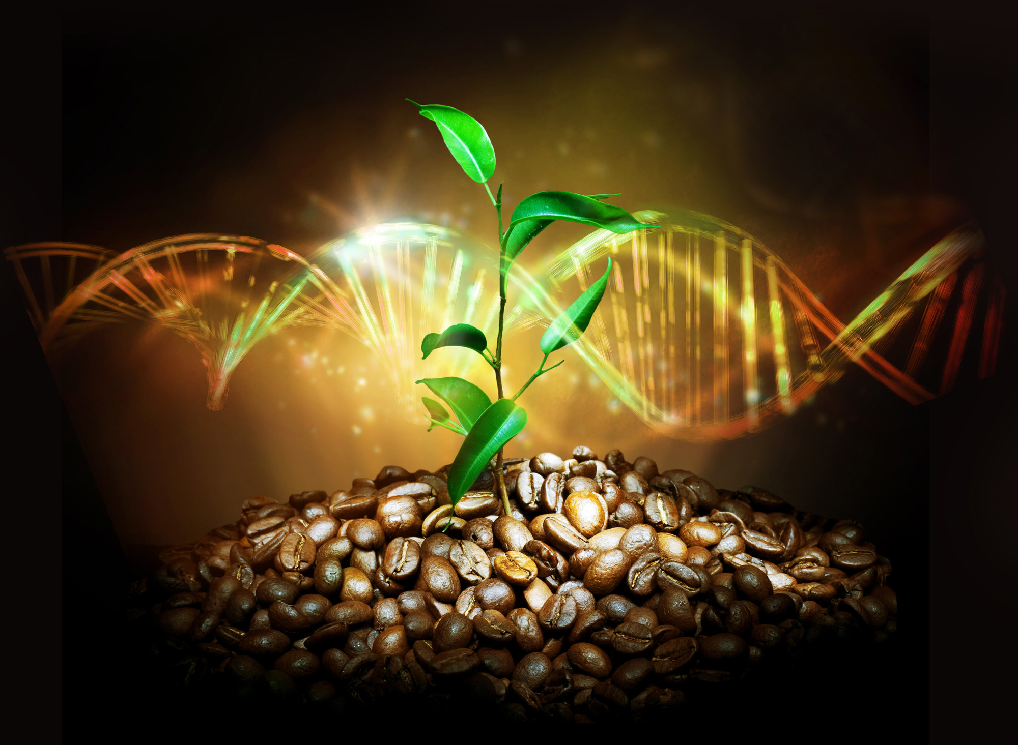 Coffee-Genome-Illustration-1.jpg