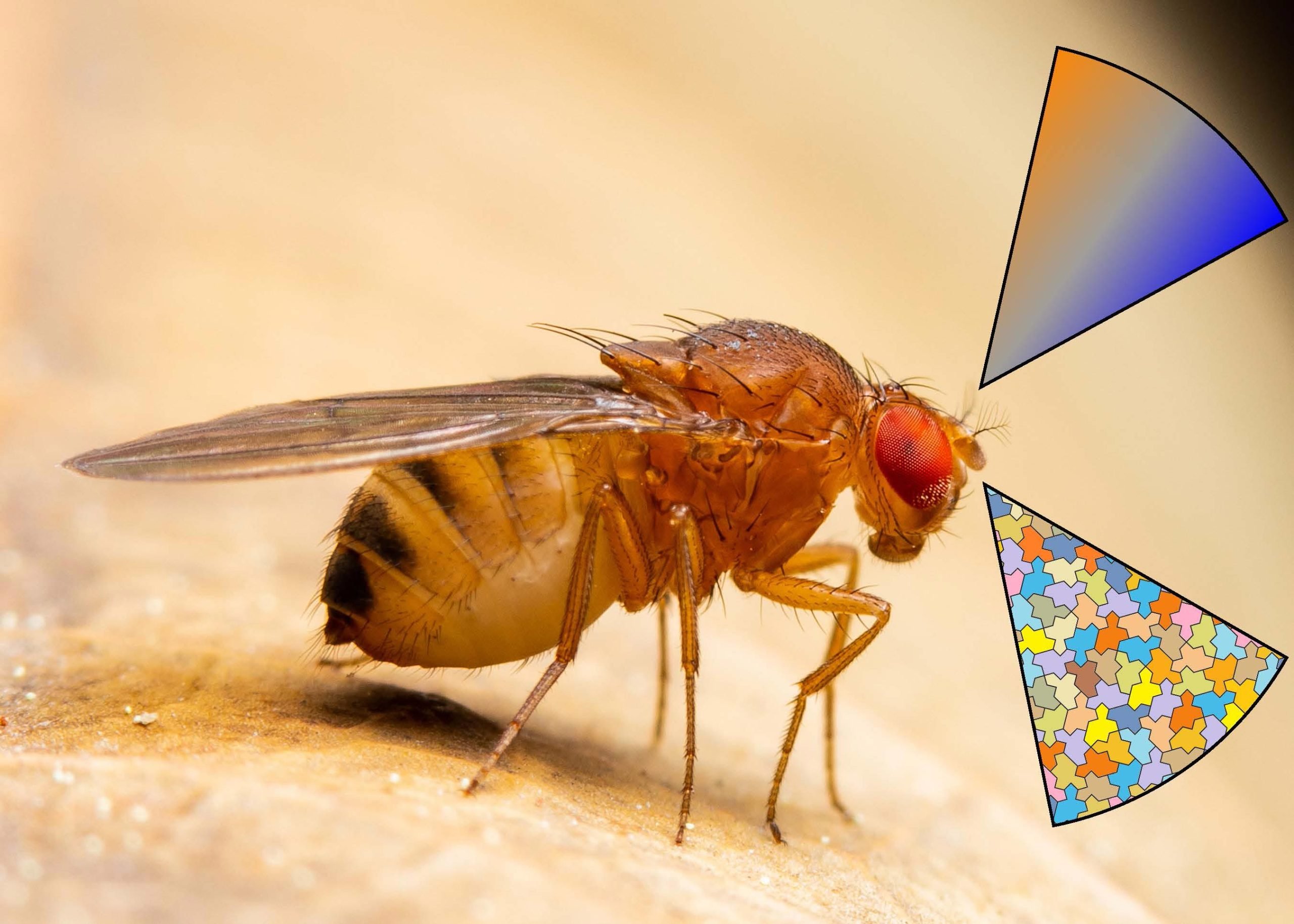 Fly-Sensing-Odors-scaled.jpg