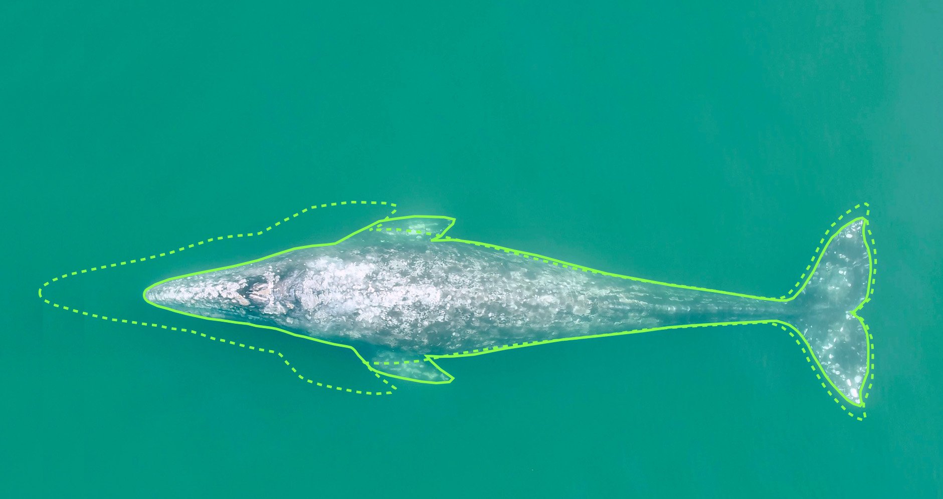 Size-Comparison-of-Pacific-Coast-Feeding-Group-Gray-Whale.jpg