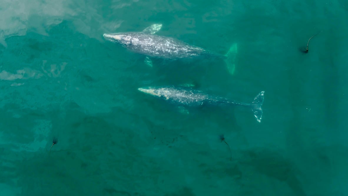 Pacific-Coast-Feeding-Group-Gray-Whales.jpg