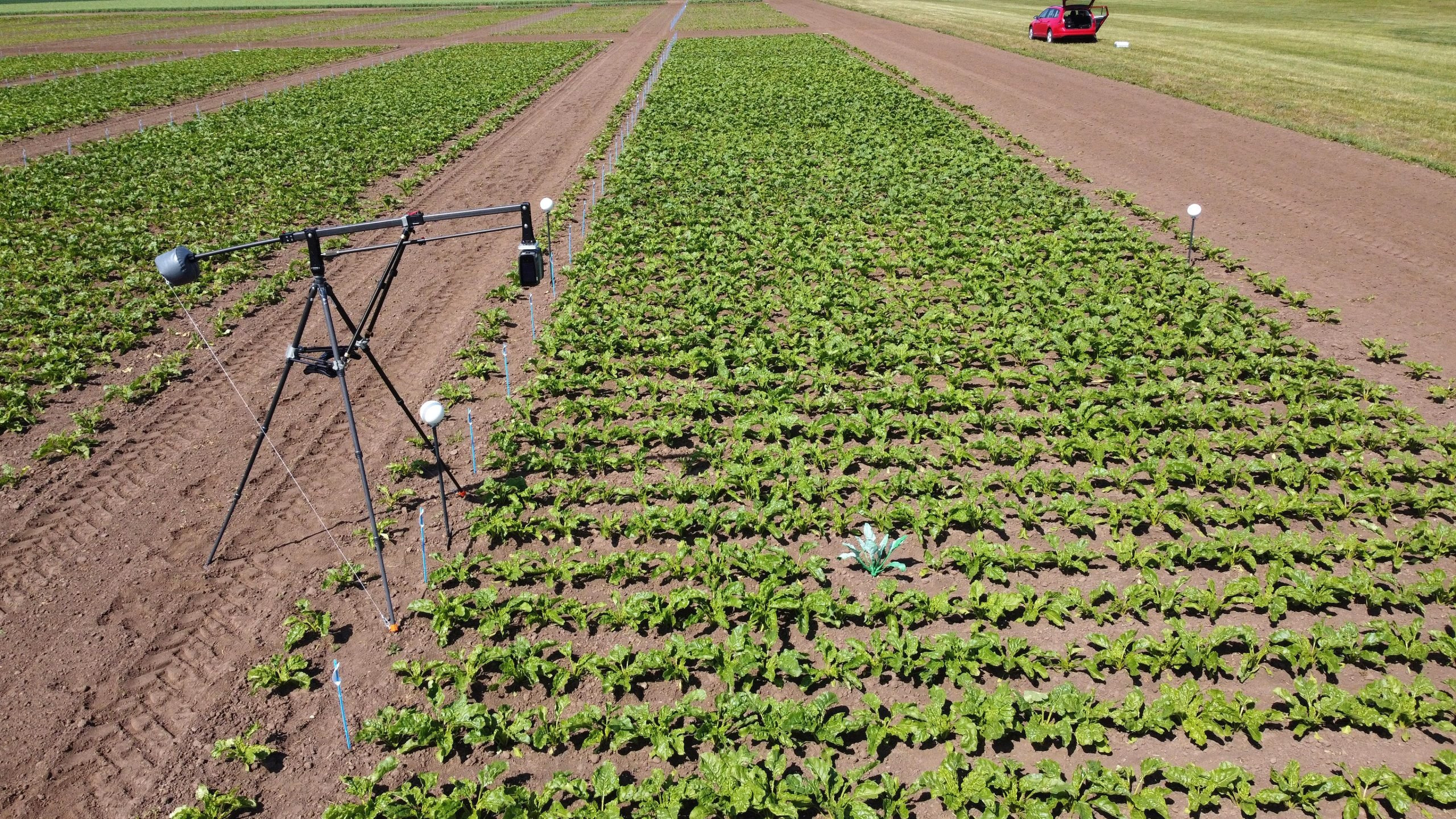 Sugar-Beet-Root-Model-Field-Trial-scaled_jpg_92.jpg