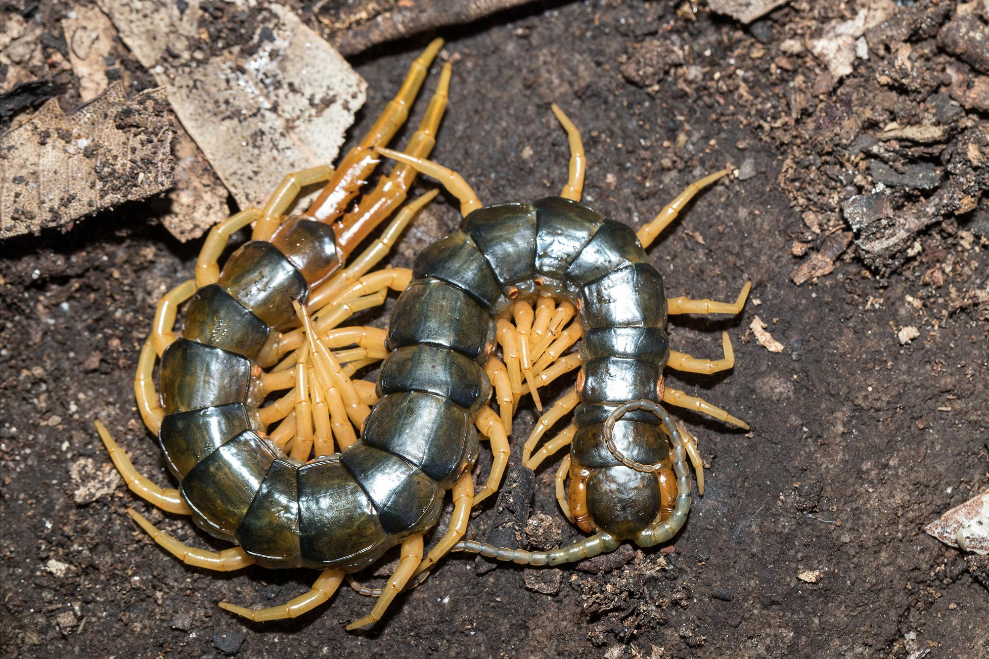 Large-Centipede_jpg_92.jpg