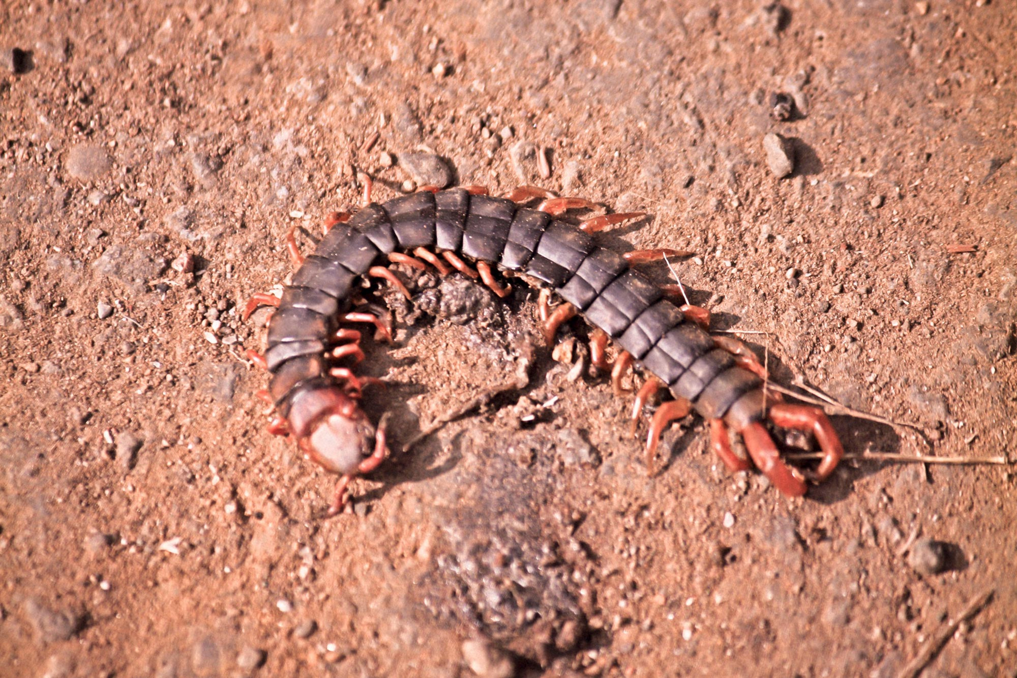 Centipede-Scolopendra-subspinipes-mutilans_jpg_92.jpg