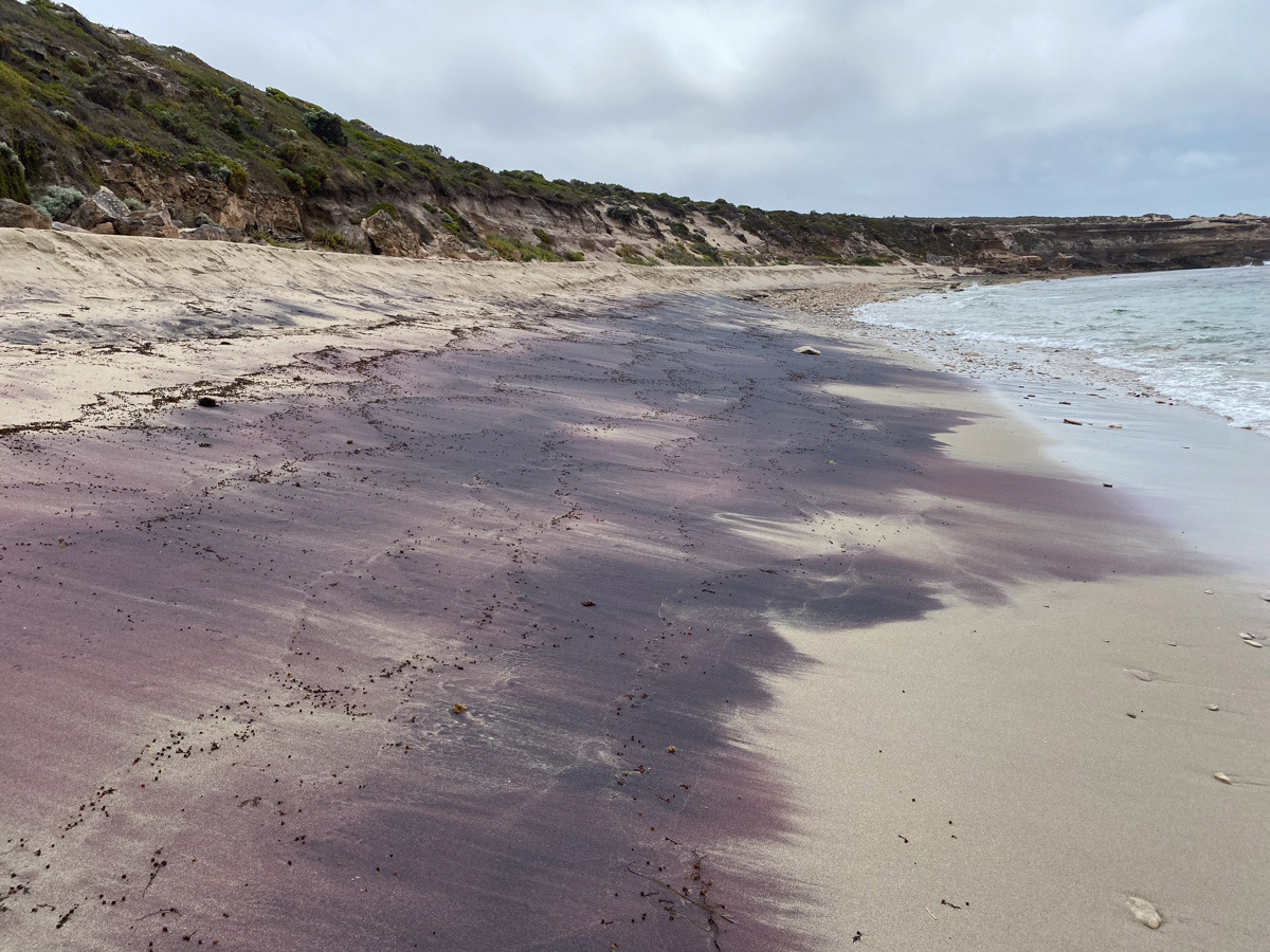 Pink-Sand-on-a-Beach-in-Dhilba-Guuranda-Innes-National-Park_jpg_92.jpg