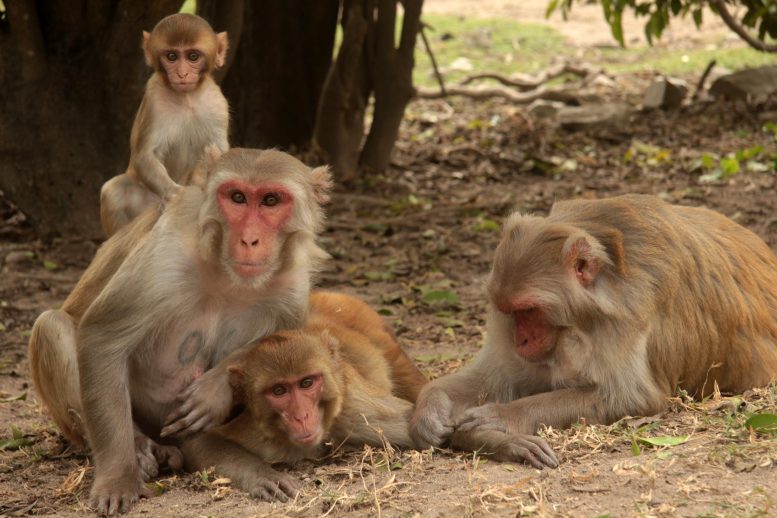 Cayo-Santiago-Macaque-Family-777x518.jpg