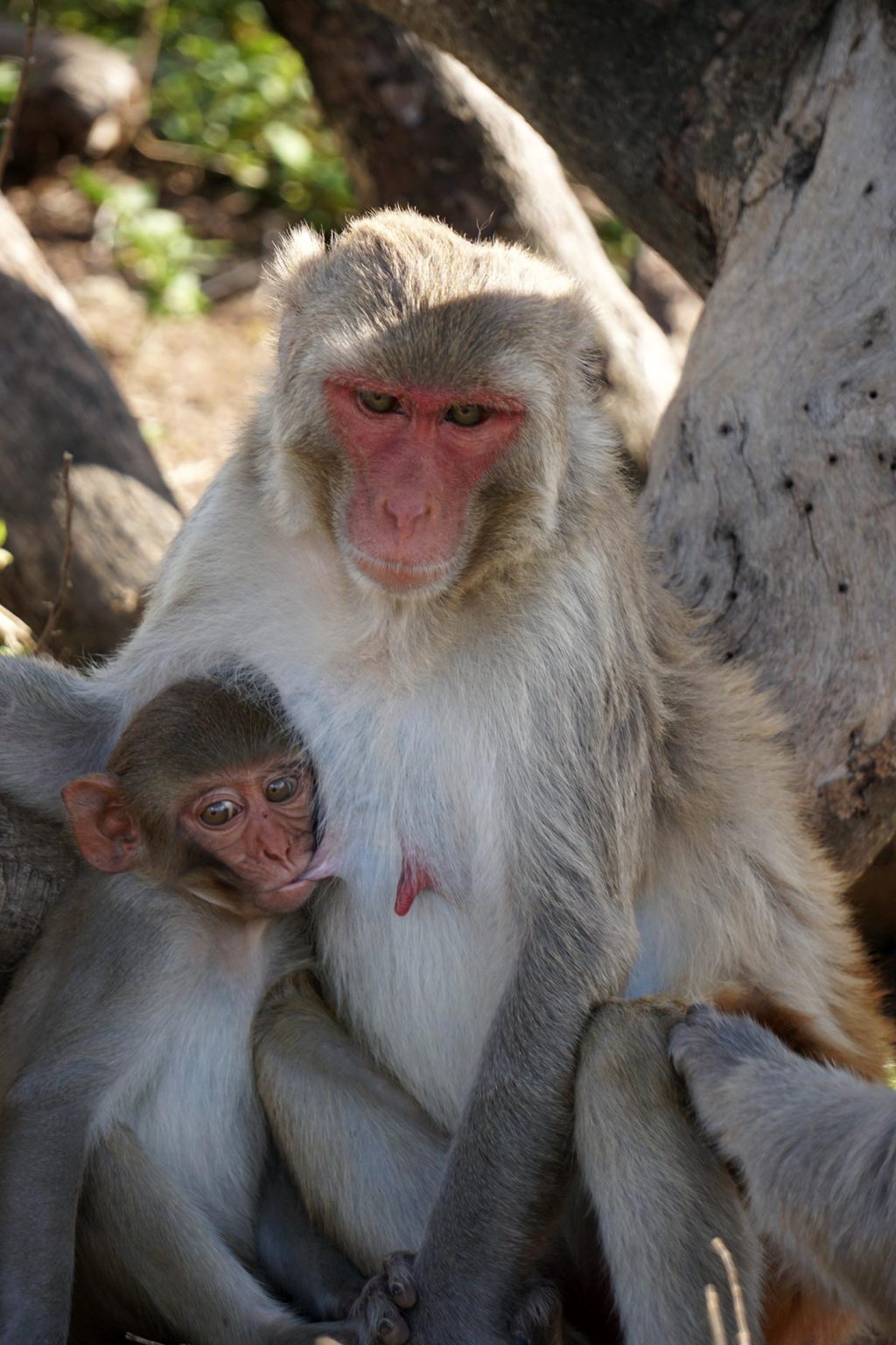 Cayo-Santiago-Macaques-Under-Shade-1024x1536.jpg