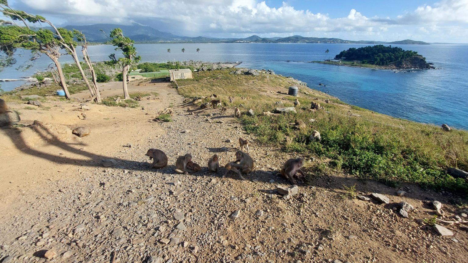 Cayo-Santiago-Macaques-Shade-1536x864.jpg