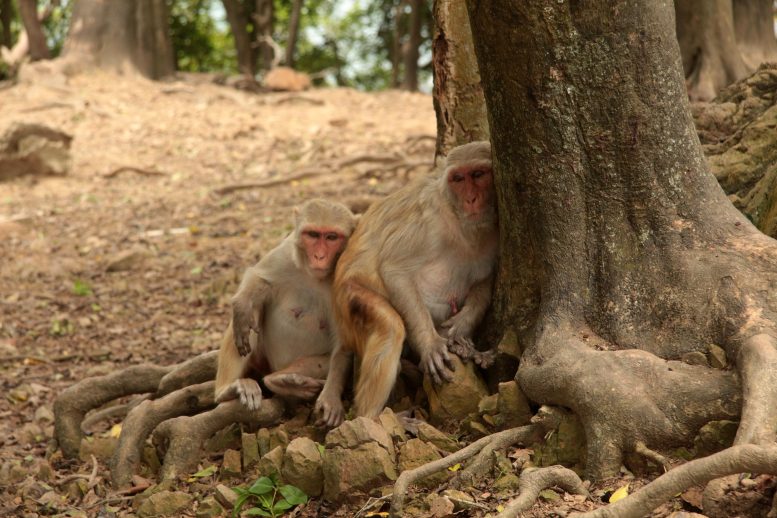 Macaques-Shade-Cayo-Santiago-777x518.jpg