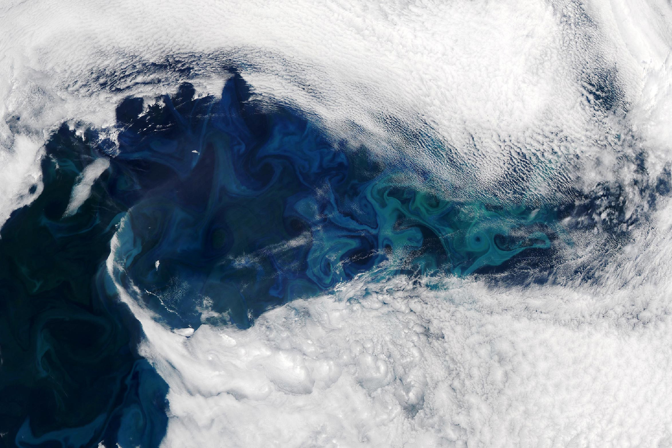 North-Atlantic-Phytoplankton-Bloom-June-2024_jpg_92.jpg