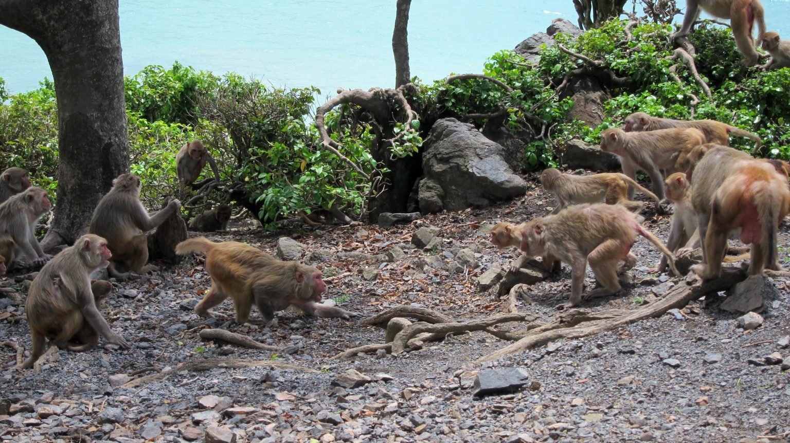 Cayo-Santiago-Macaque-Fight-1536x862.jpg