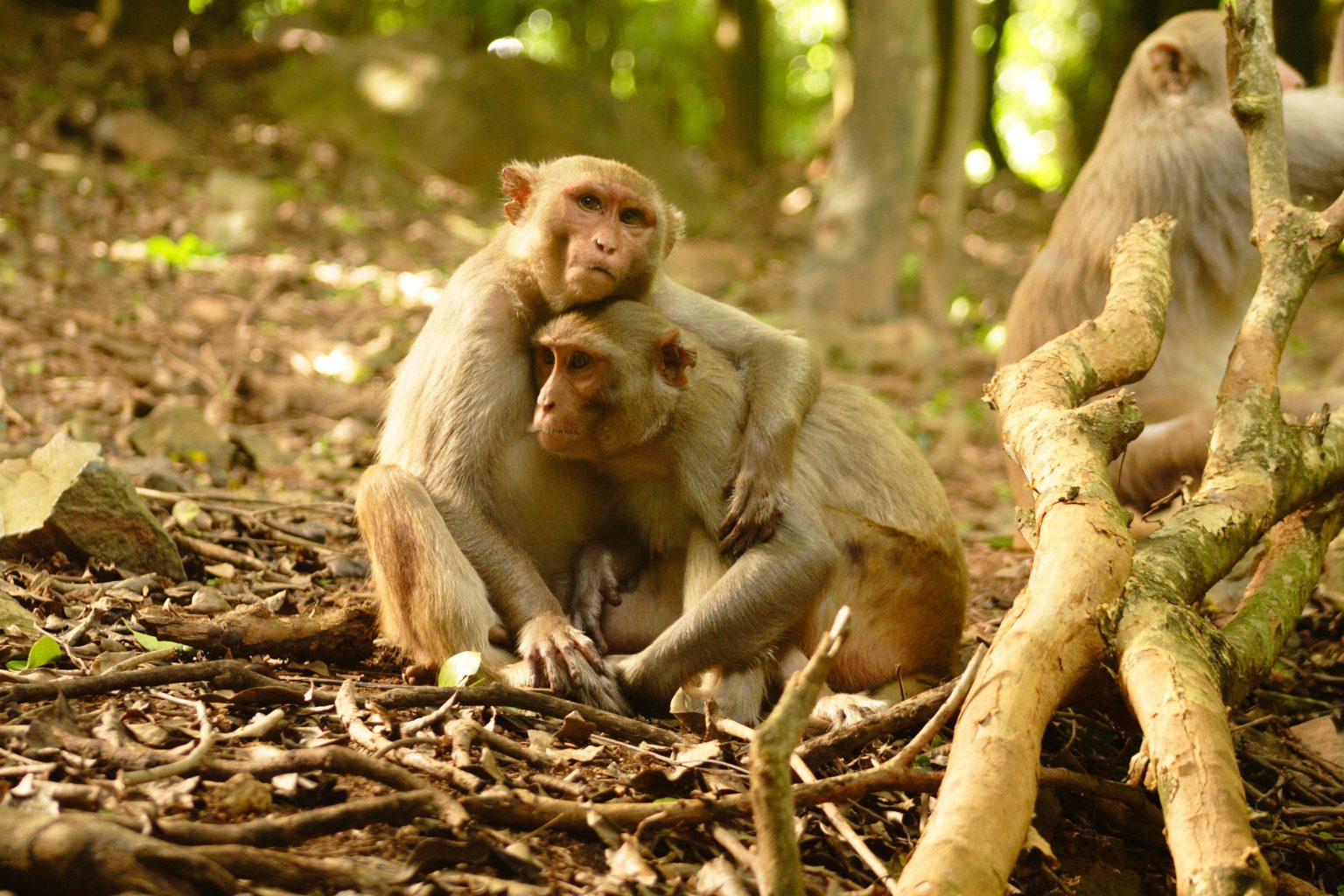 Cayo-Santiago-Macaque-Huddle-1536x1024.jpg