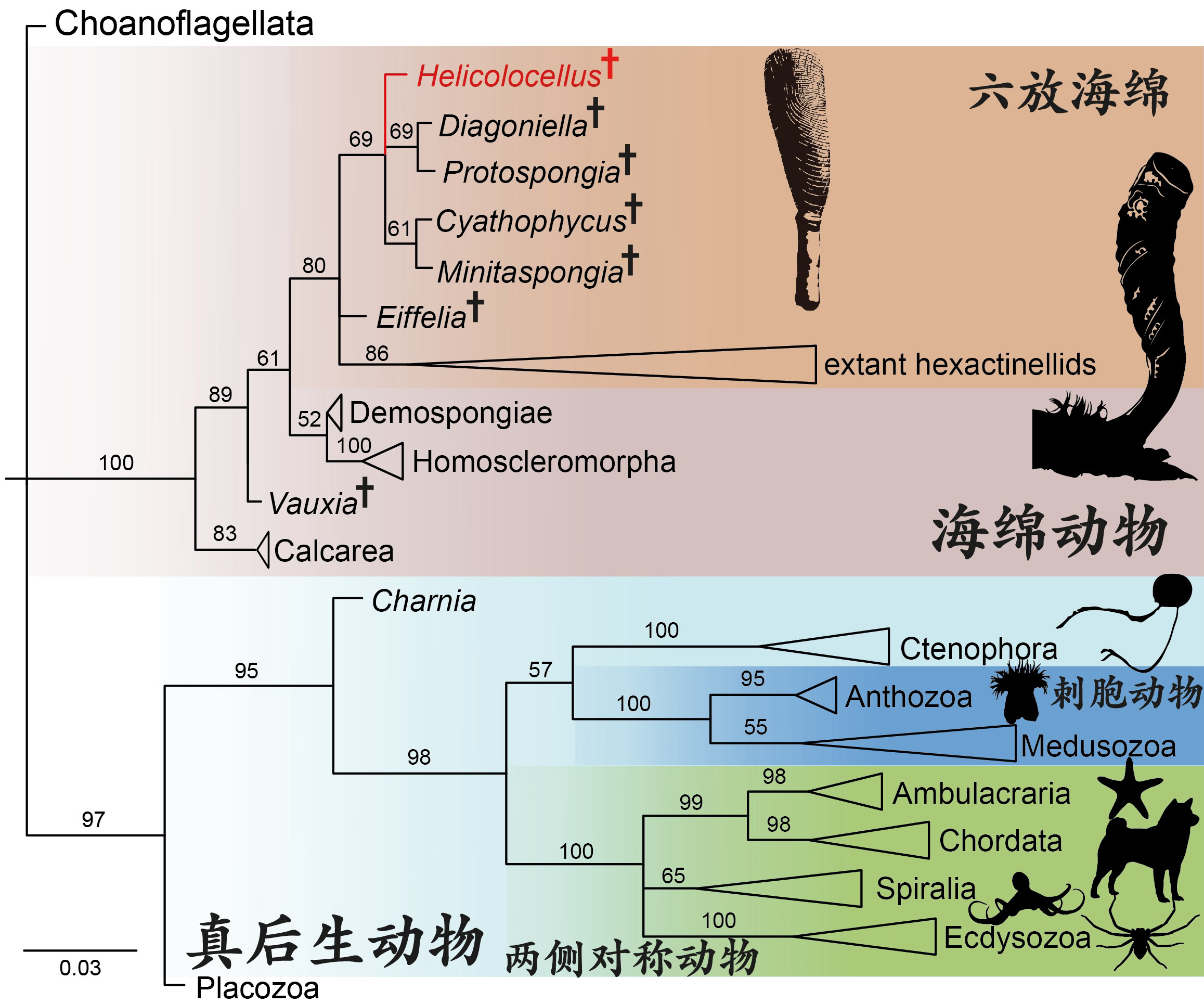 Phylogenetic-Position-of-Helicolocellus.jpg