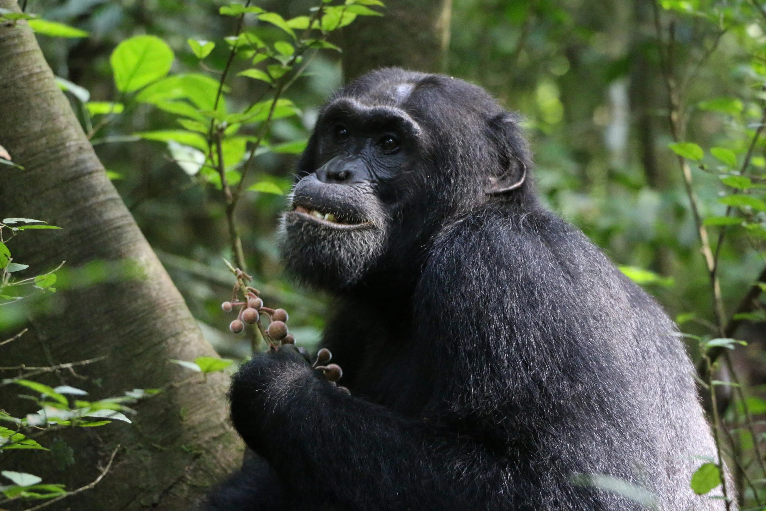 Budongo-Chimpanzee-scaled_jpg_92.jpg