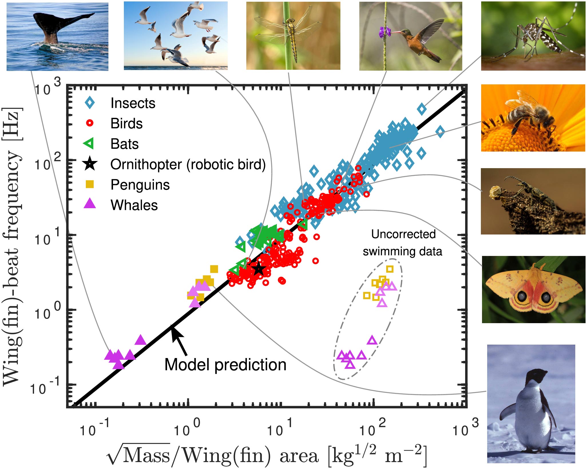 Universal-Wing-and-Fin-Beat-Frequency-Equation.jpg