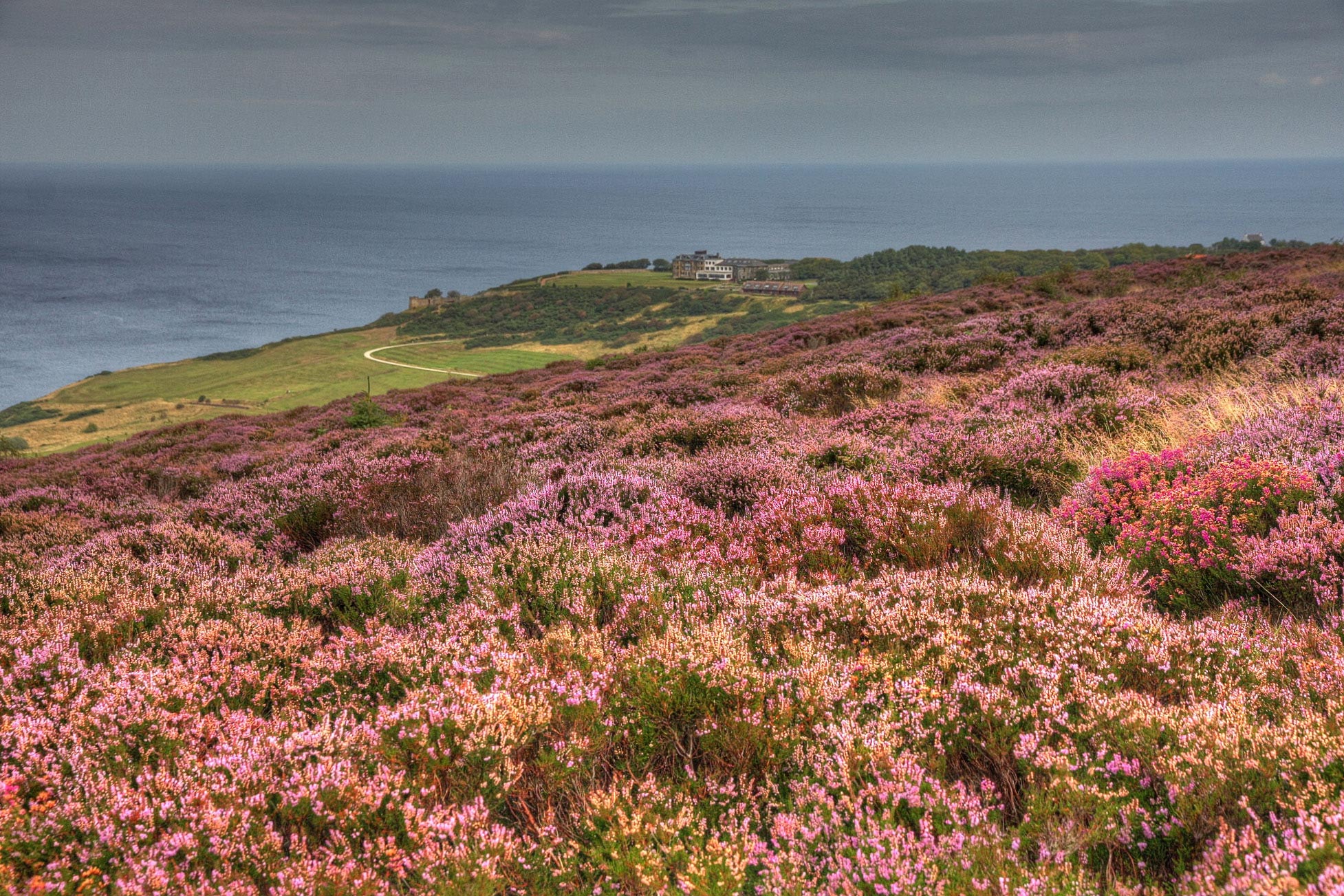 Blooming-Heather-Yorkshire-Moors.jpg