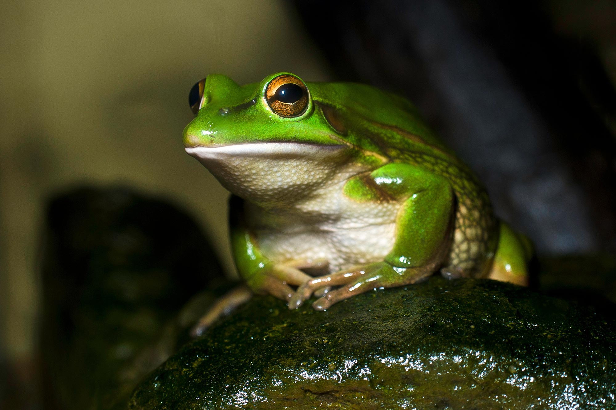 Green-and-Golden-Bell-Frog-Litoria-aurea.jpg