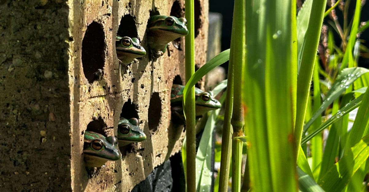Green-and-Gold-Bell-Frogs-in-Artificial-Hotspot-Shelter.jpg
