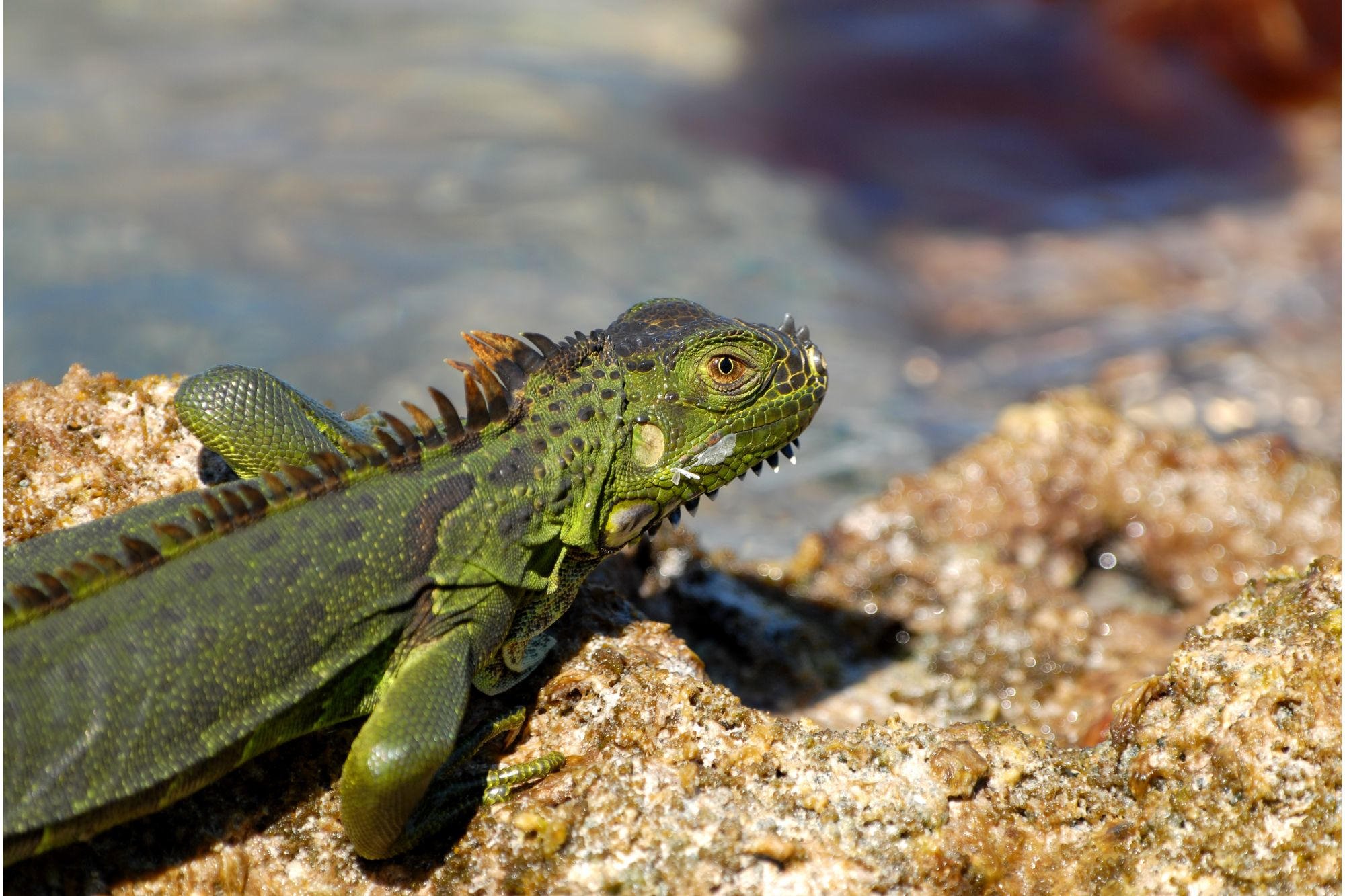 Green-Iguana-Invasive-Speices.jpg