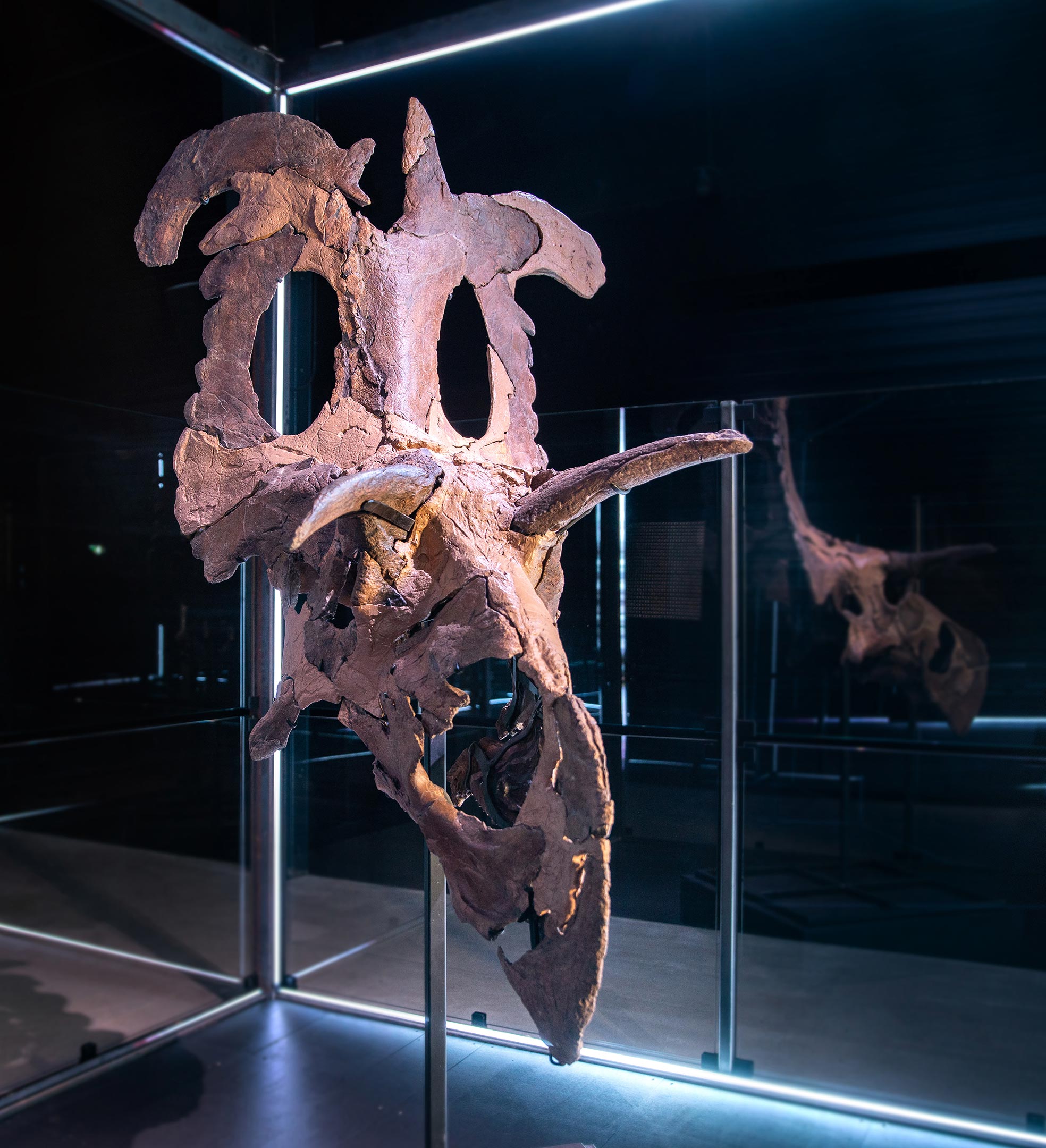 Fossil-Skull-Bones-of-Lokiceratops.jpg