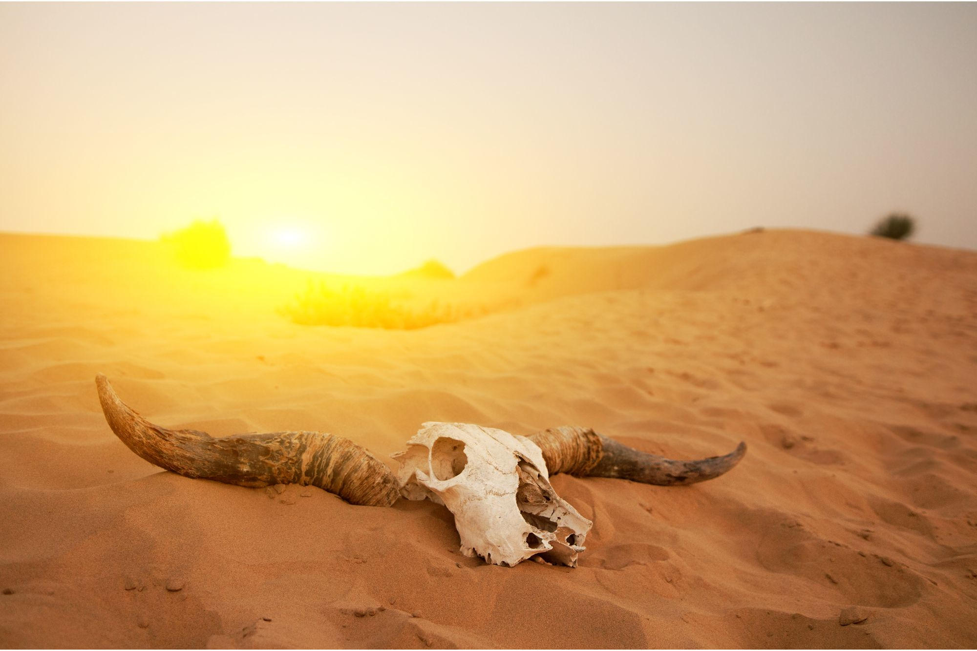 Animak-Skull-Extinction-Desert.jpg