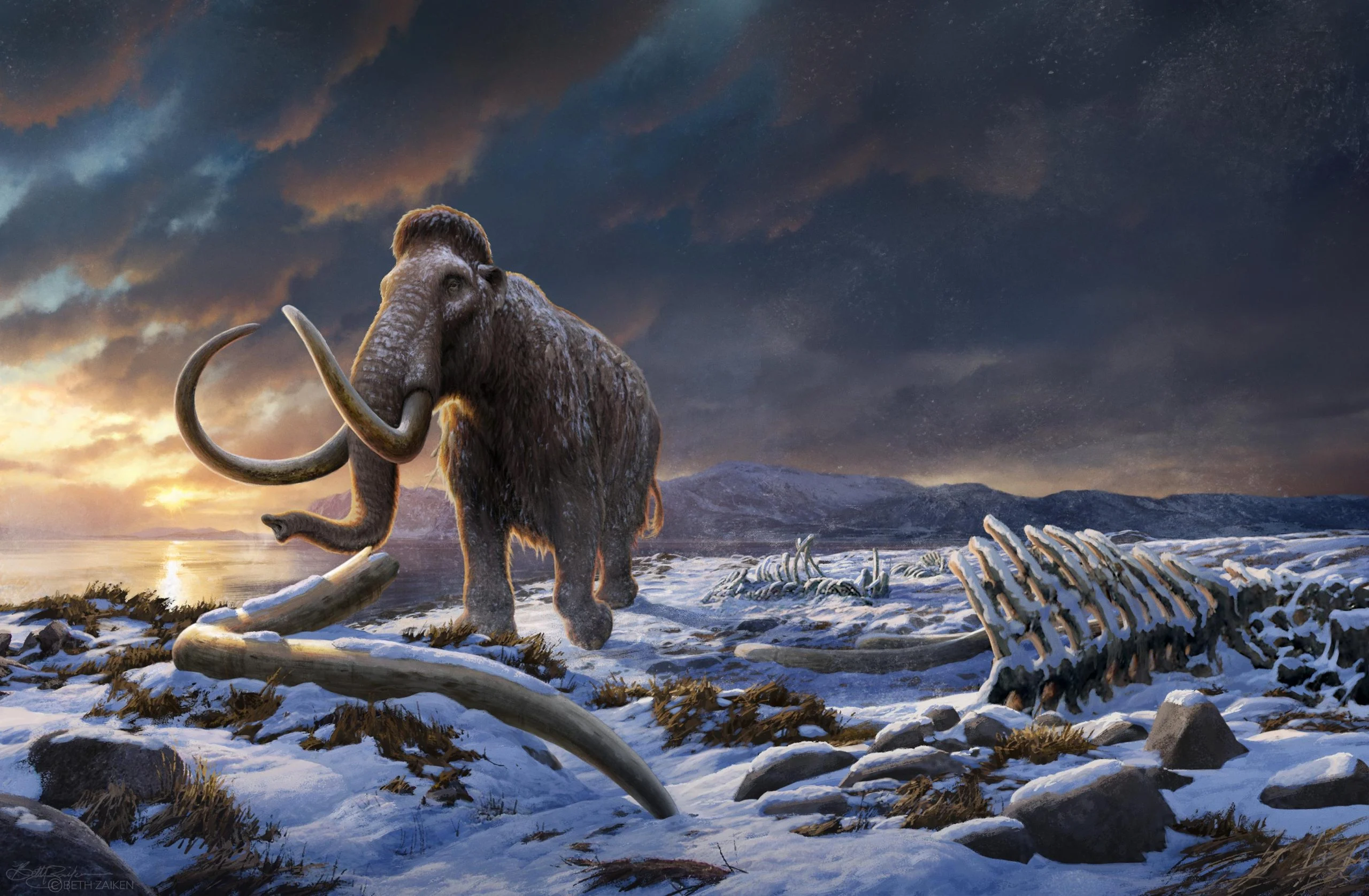 Last-Wrangel-Mammoth-scaled.webp