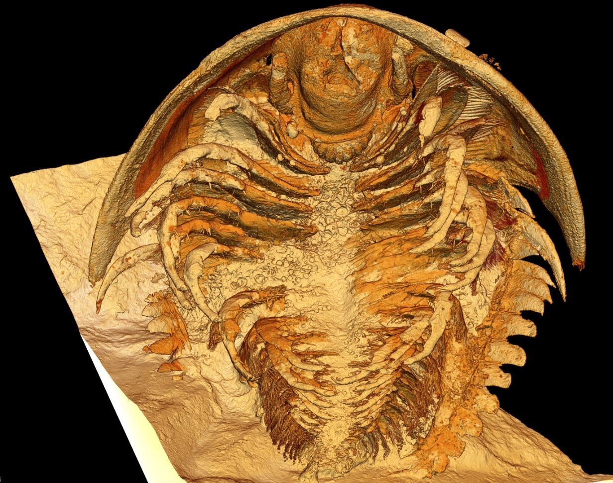 Microtomographic-Reconstruction-of-the-Trilobite-Gigoutella-mauretanica-in-Ventral-View.jpg