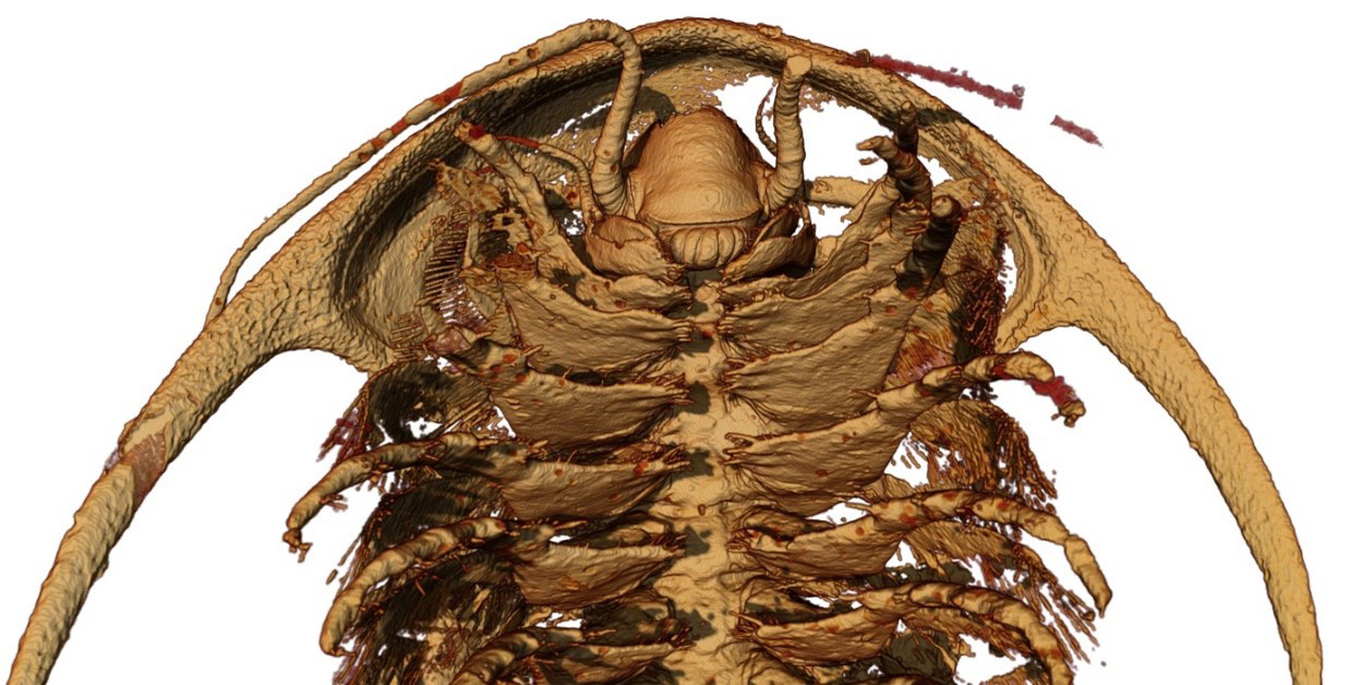 Microtomographic-Reconstruction-of-the-Head-and-Anterior-Trunk-Limbs-of-the-Trilobite-Protolenus.jpg