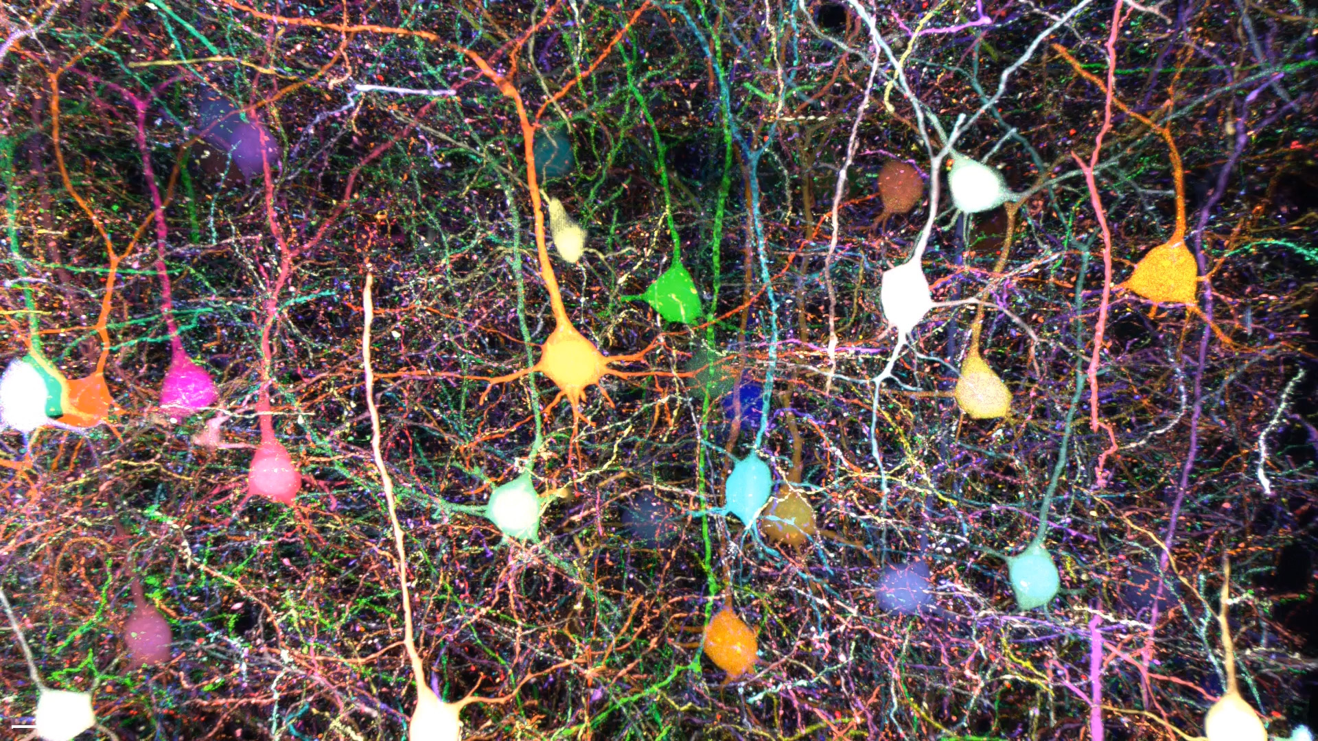 Mouse-Cortical-Layer-Pyramidal-Neurons.jpg