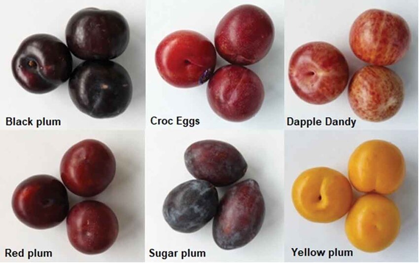 The-six-plum-varieties-From-left-to-right-top-to-bottom-black-plum-Croc-Eggs-plum.jpg