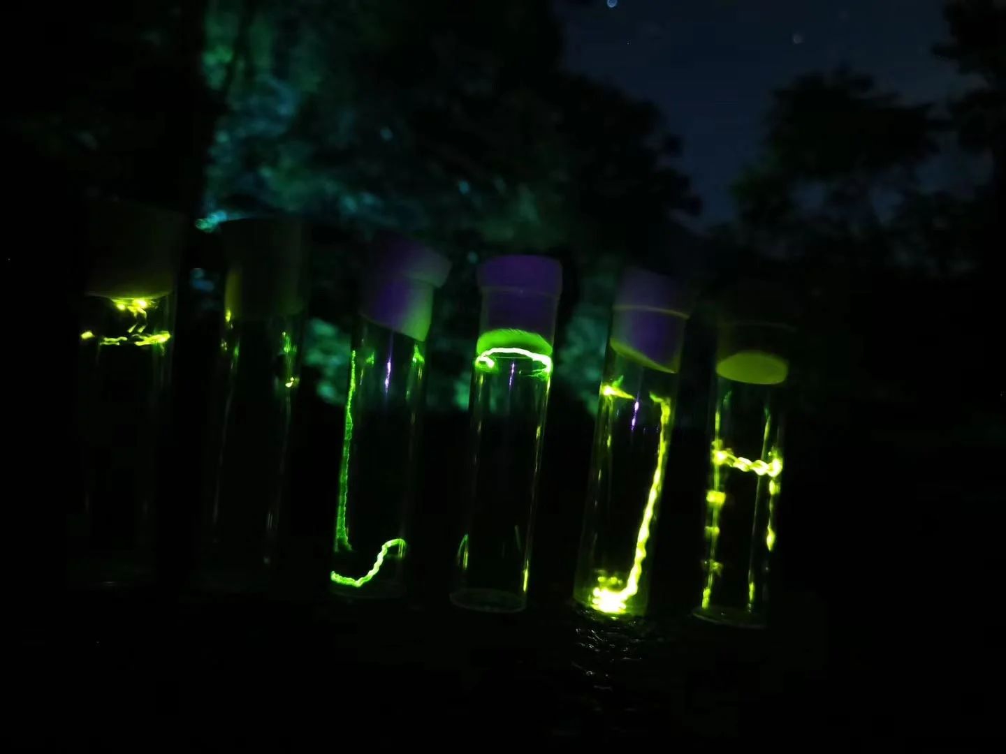 Firefly-Specimens.jpg