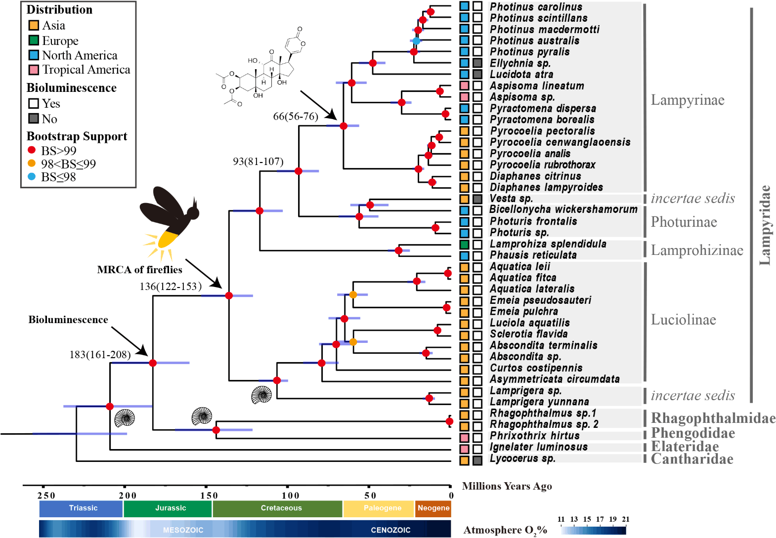 Firefly-Evolution-Diagram.png