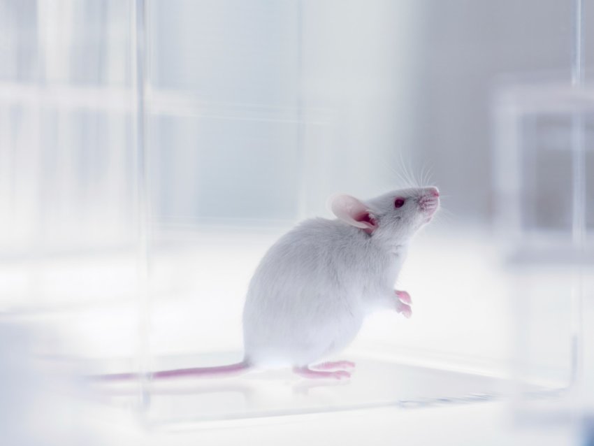 Mouse-850x638.jpg
