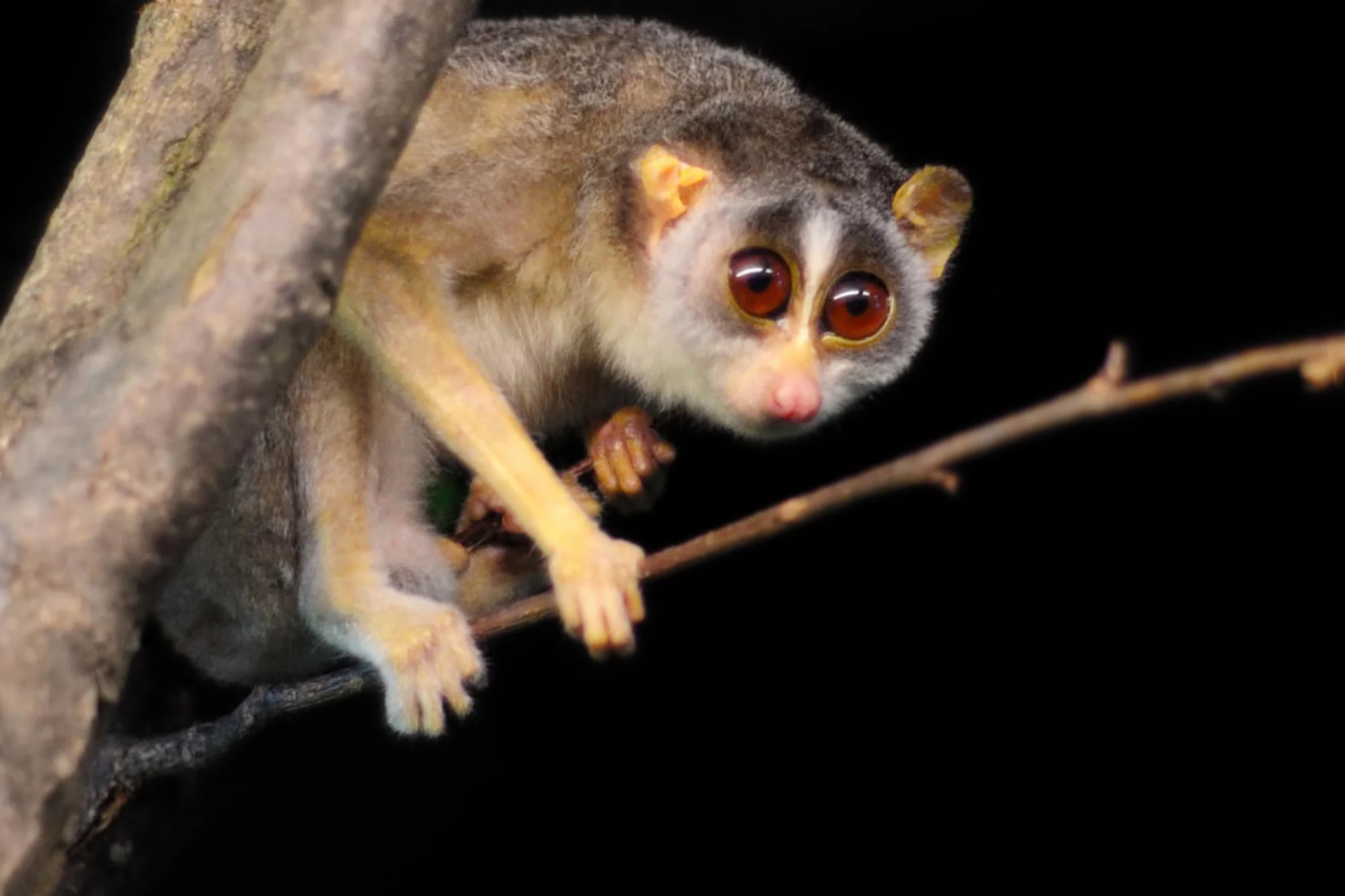Slender-Loris.webp